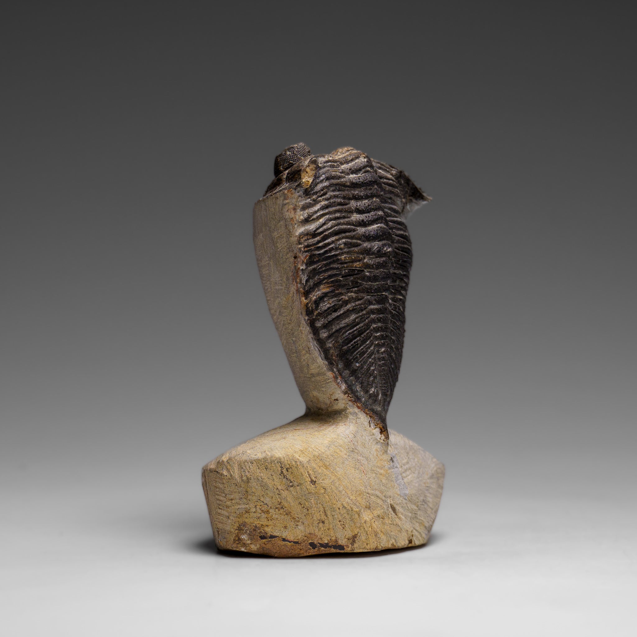 Genuine Hollardops Mesacristata Trilobite on Matrix (144 grams)