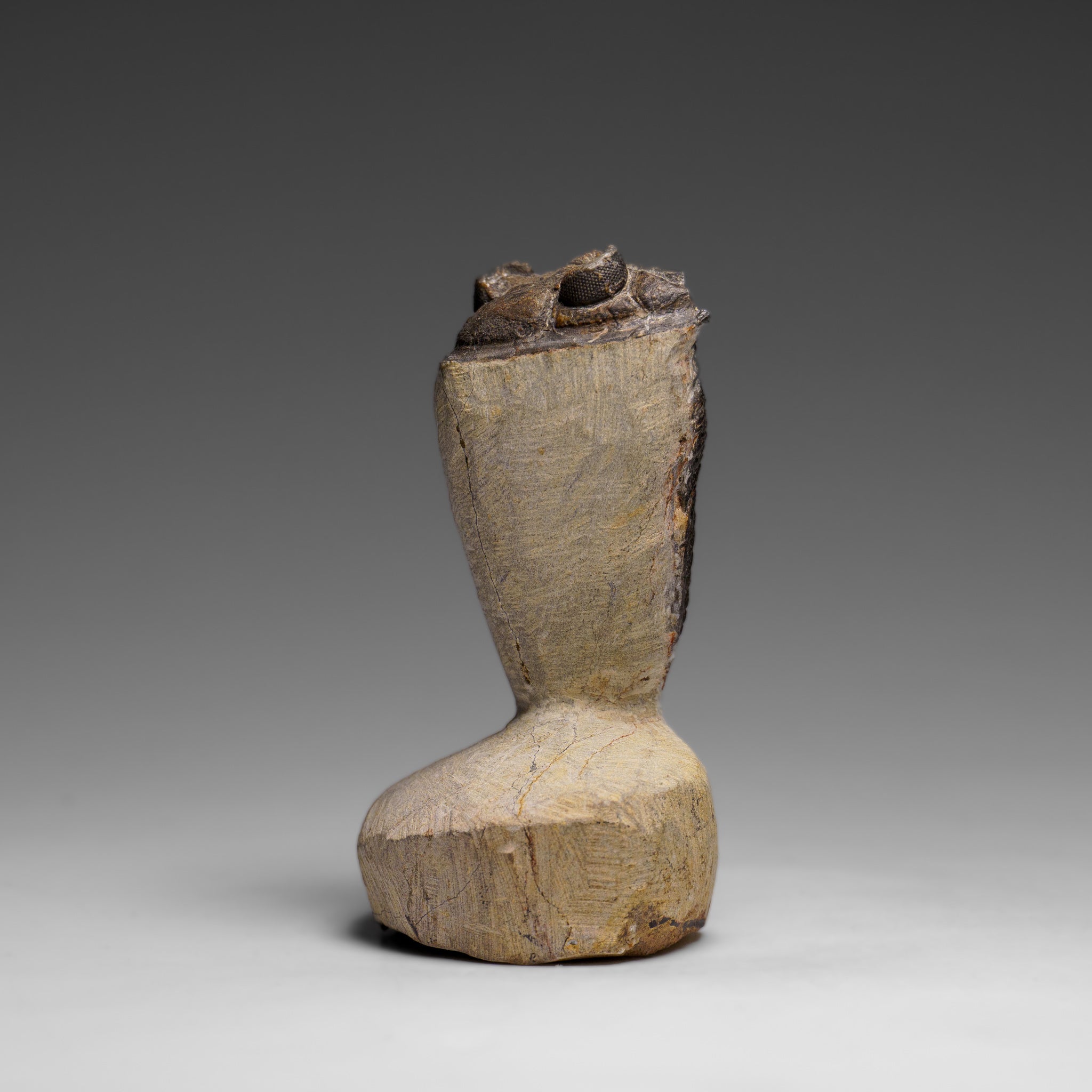 Genuine Hollardops Mesacristata Trilobite on Matrix (144 grams)