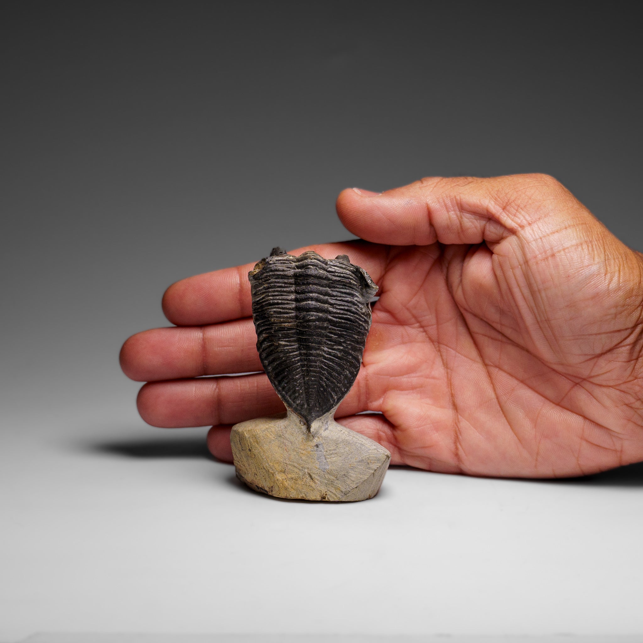 Genuine Hollardops Mesacristata Trilobite on Matrix (144 grams)