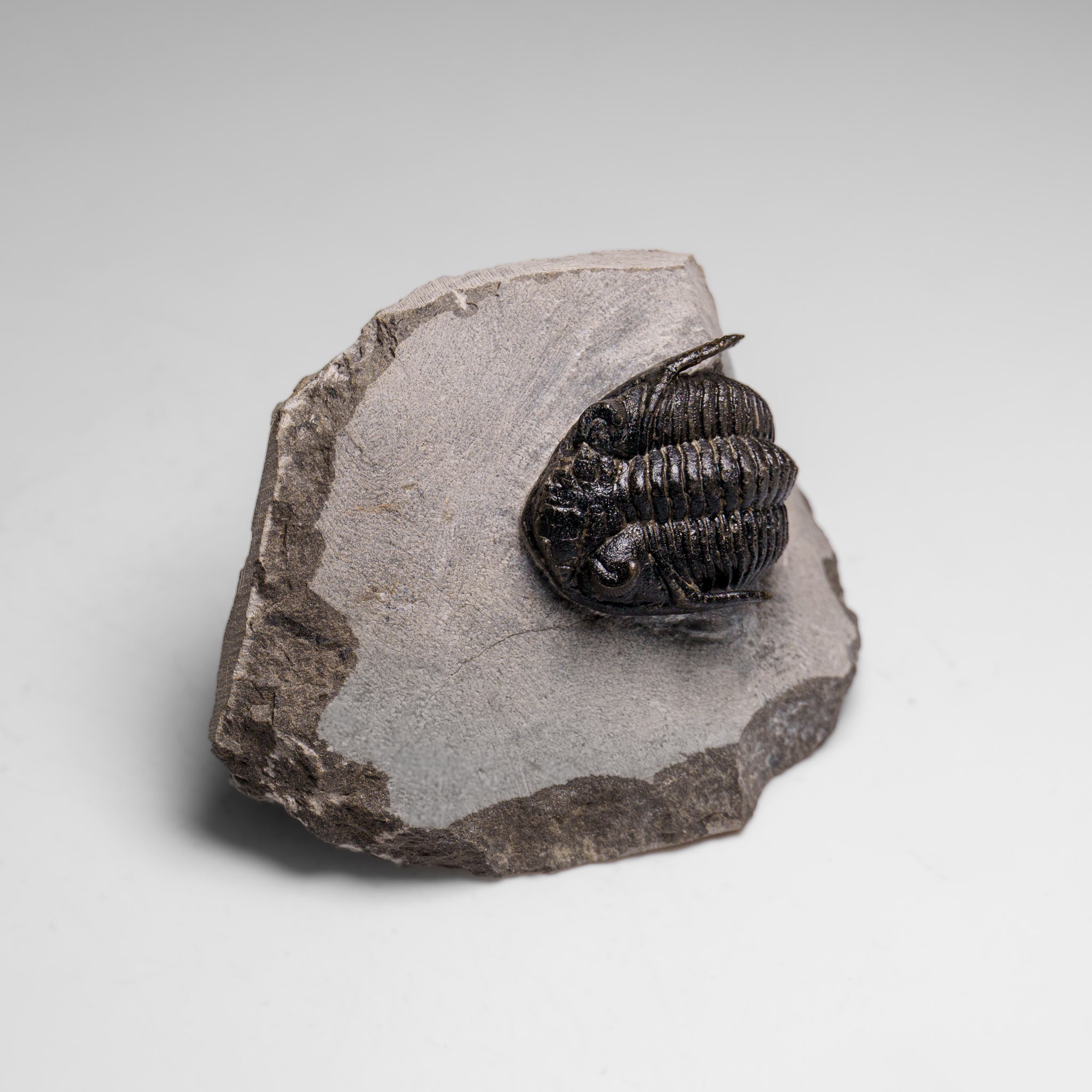 Genuine Ceratarges Spinosus Trilobite on Matrix from Morocco