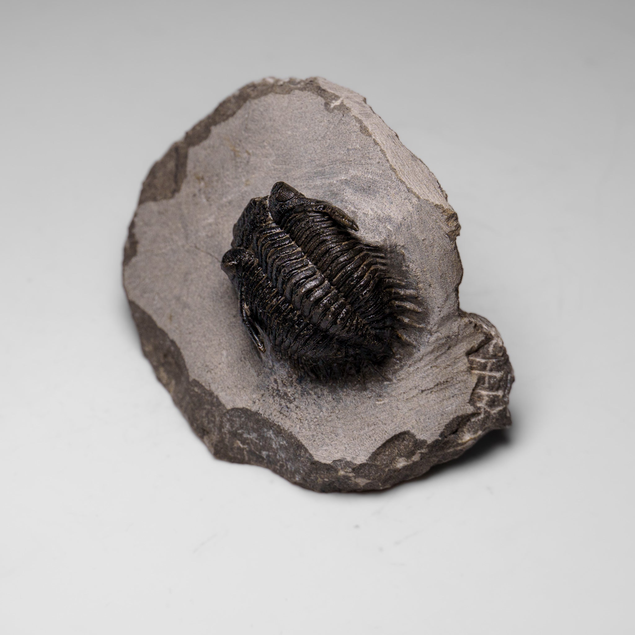 Genuine Ceratarges Spinosus Trilobite on Matrix from Morocco