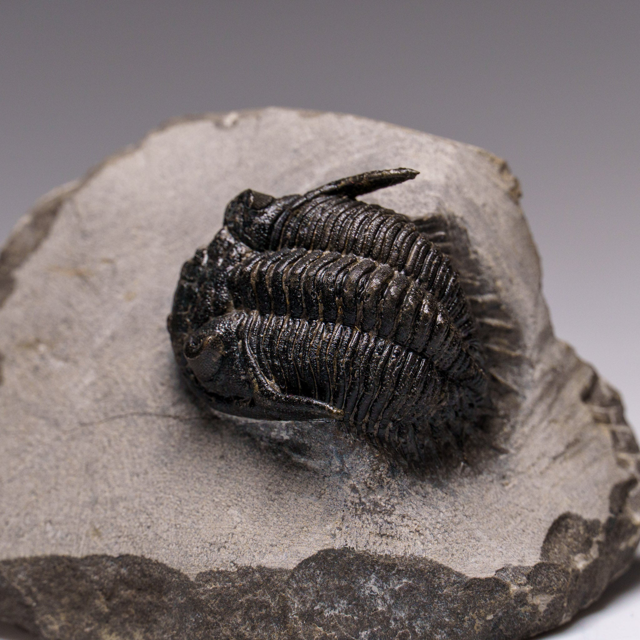 Genuine Ceratarges Spinosus Trilobite on Matrix from Morocco