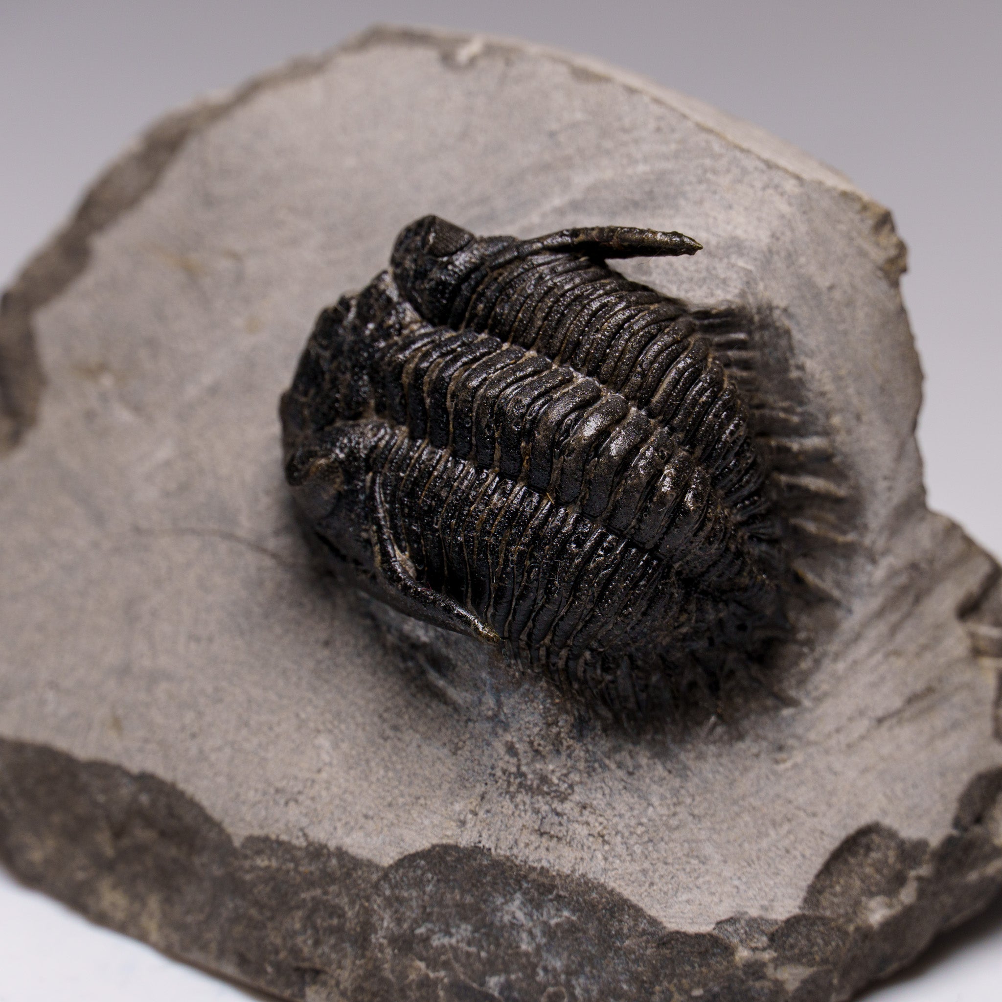 Genuine Ceratarges Spinosus Trilobite on Matrix from Morocco