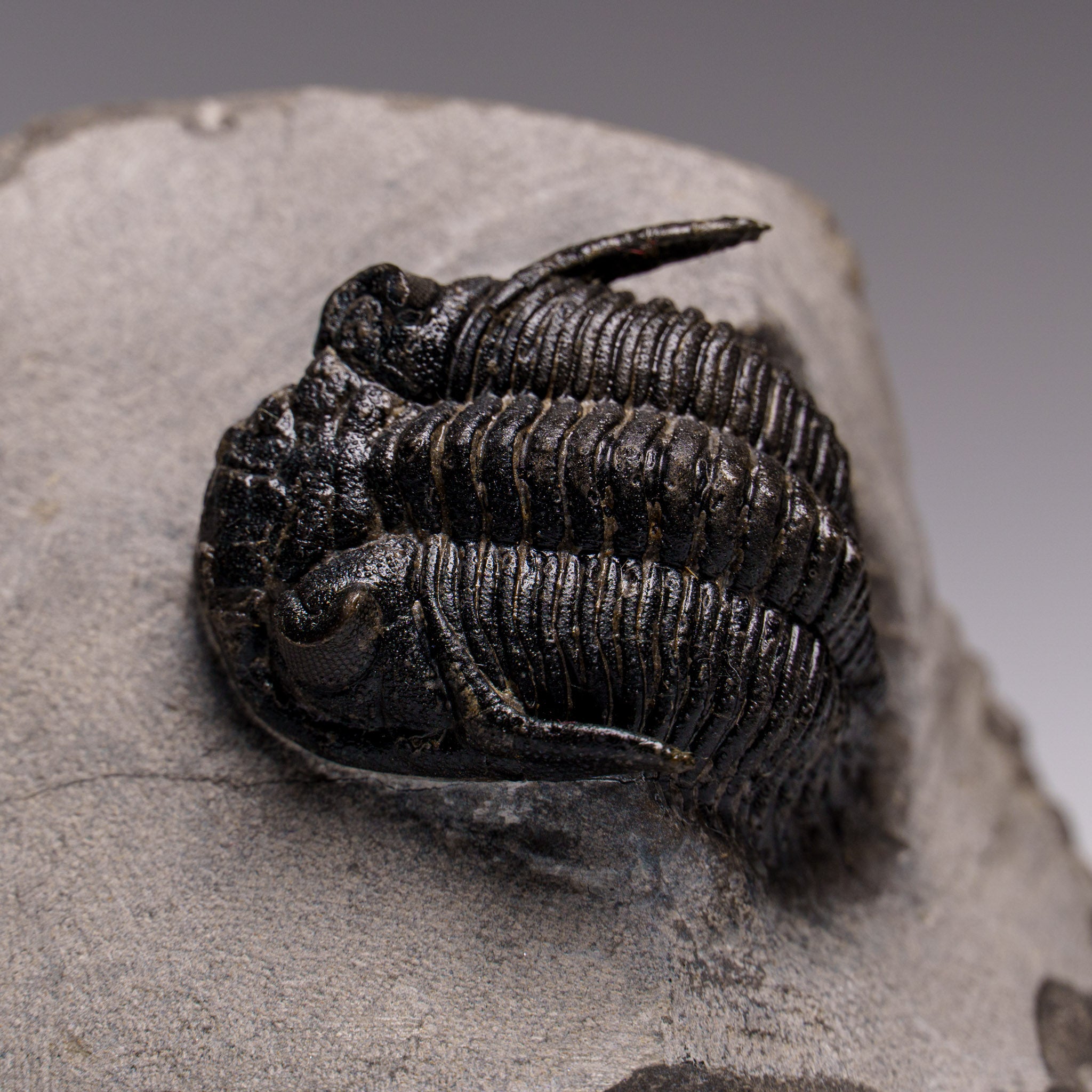 Genuine Ceratarges Spinosus Trilobite on Matrix from Morocco