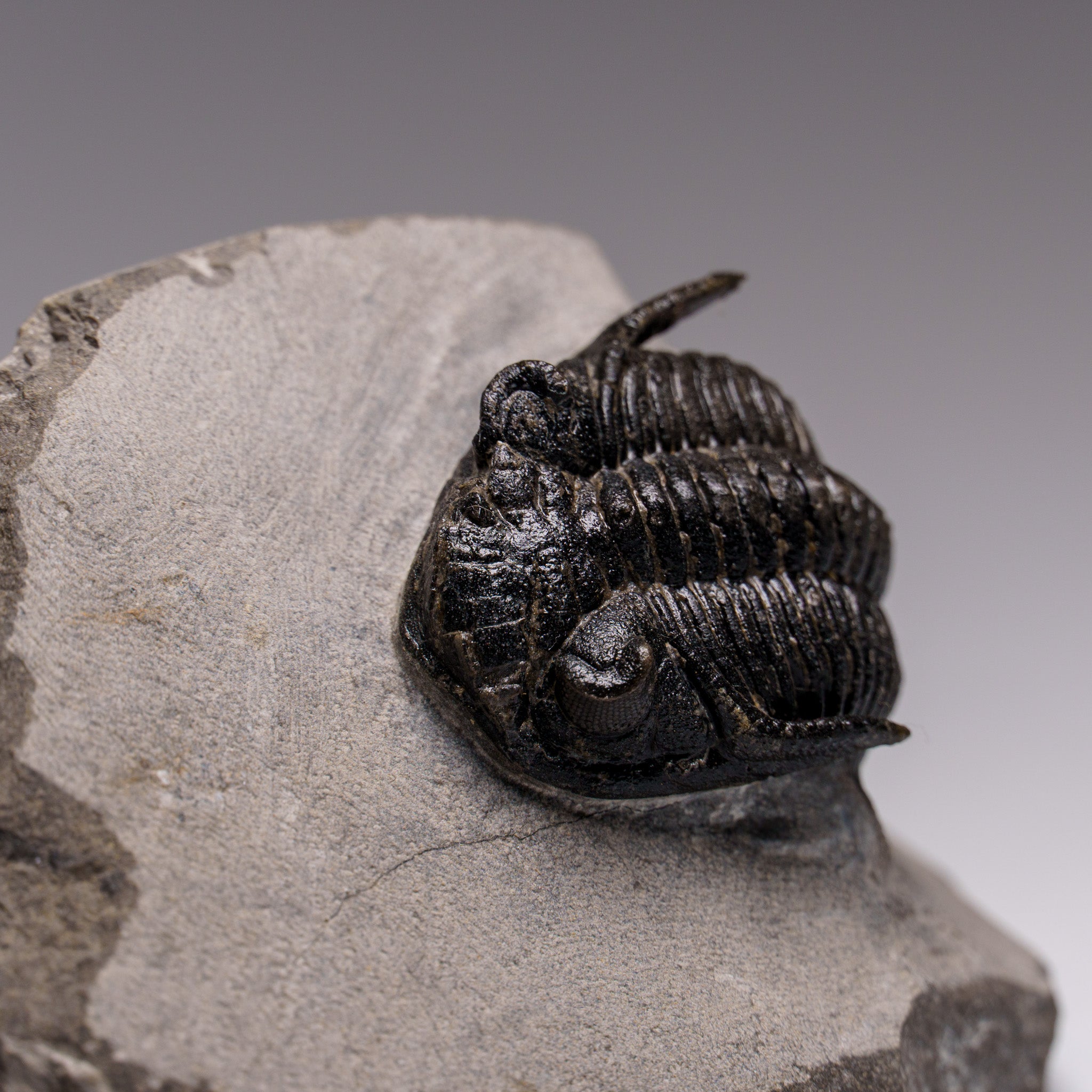 Genuine Ceratarges Spinosus Trilobite on Matrix from Morocco