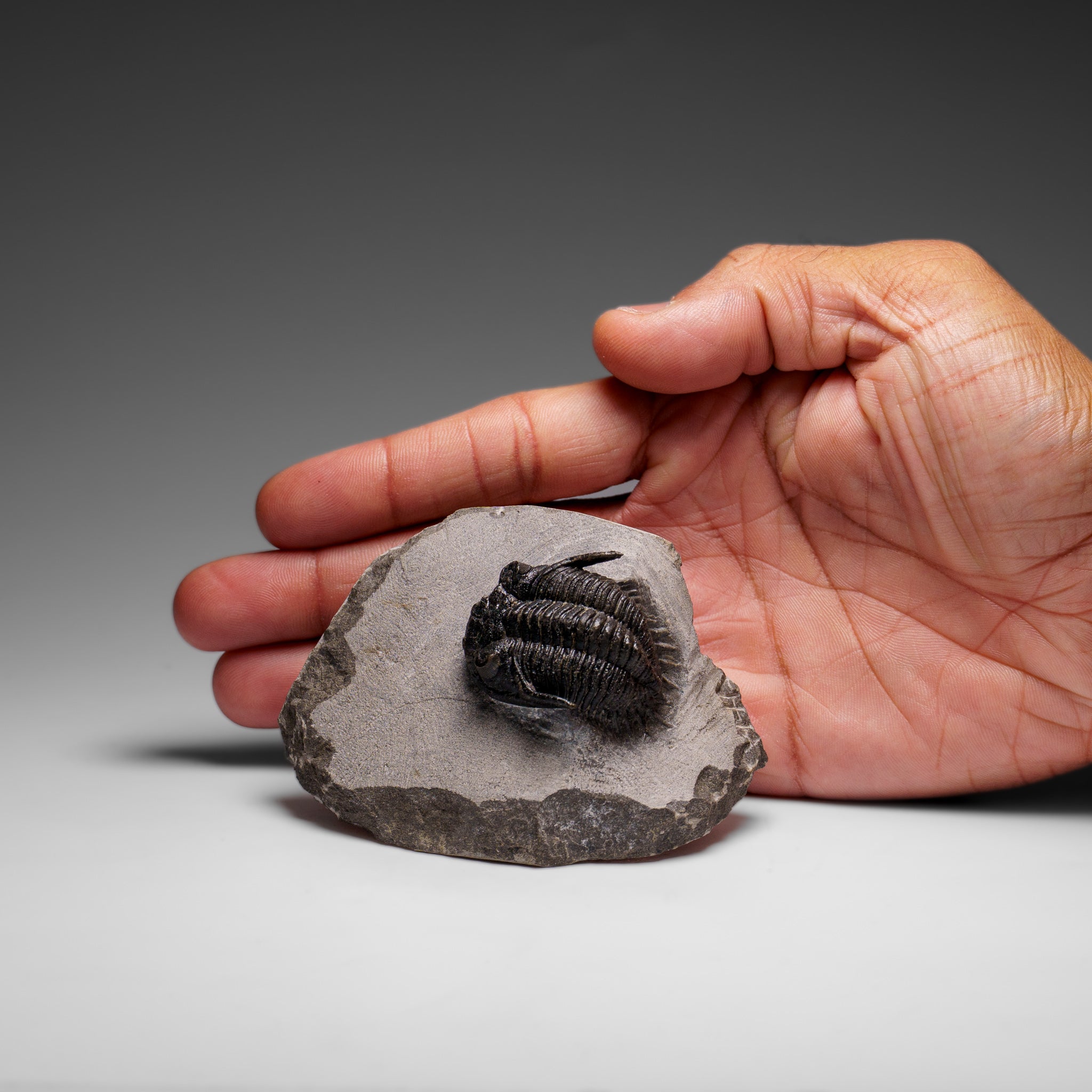 Genuine Ceratarges Spinosus Trilobite on Matrix from Morocco