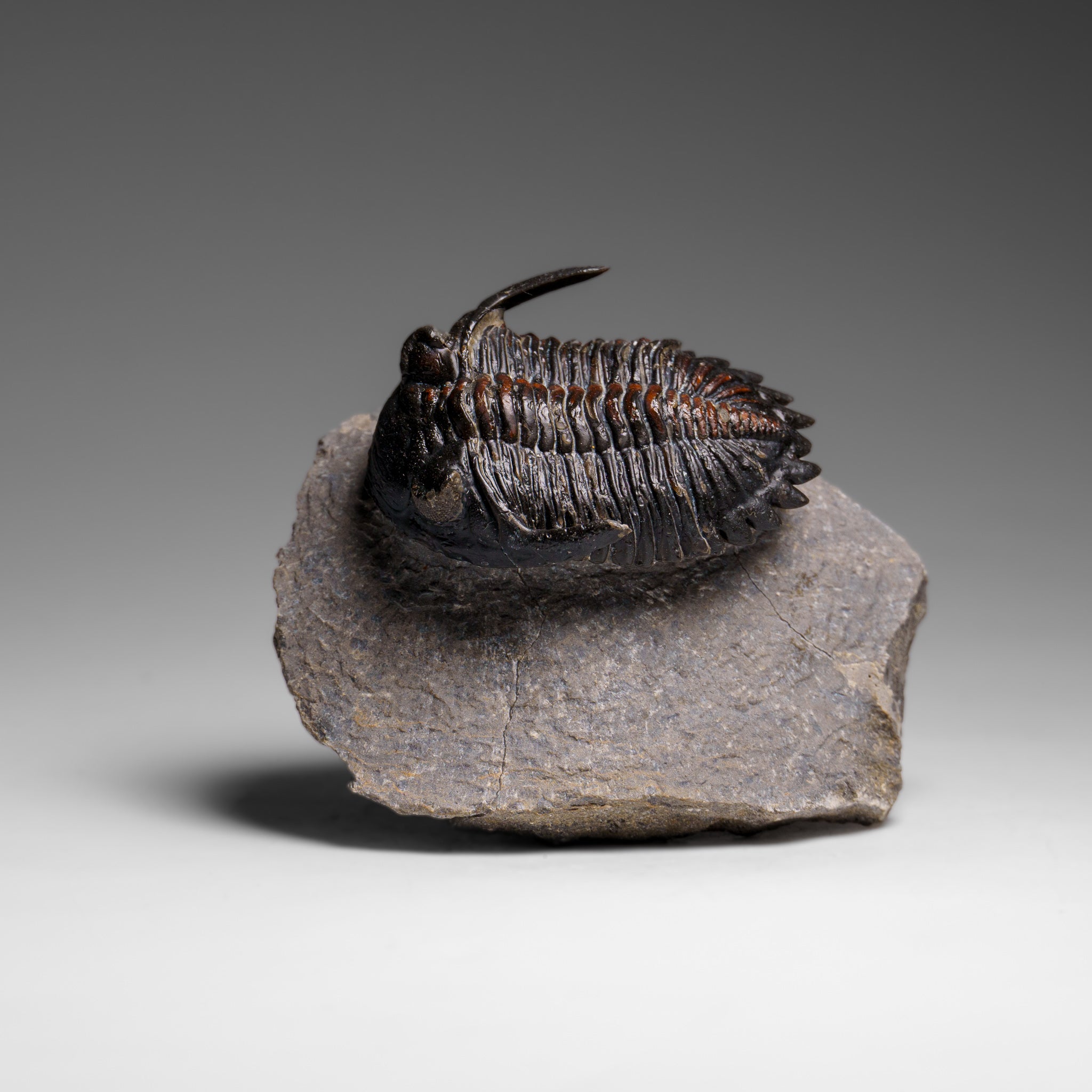 Genuine Ceratarges Spinosus Trilobite on Matrix from Morocco