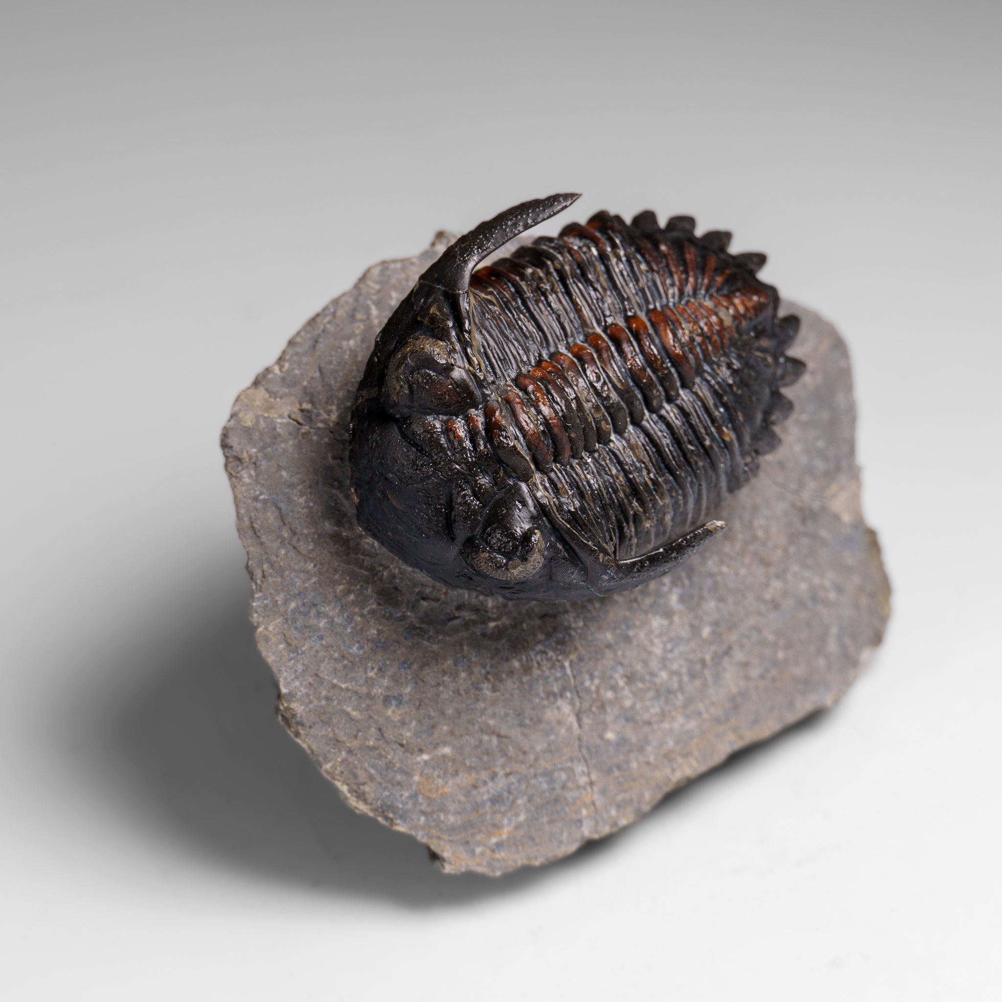 Genuine Ceratarges Spinosus Trilobite on Matrix from Morocco