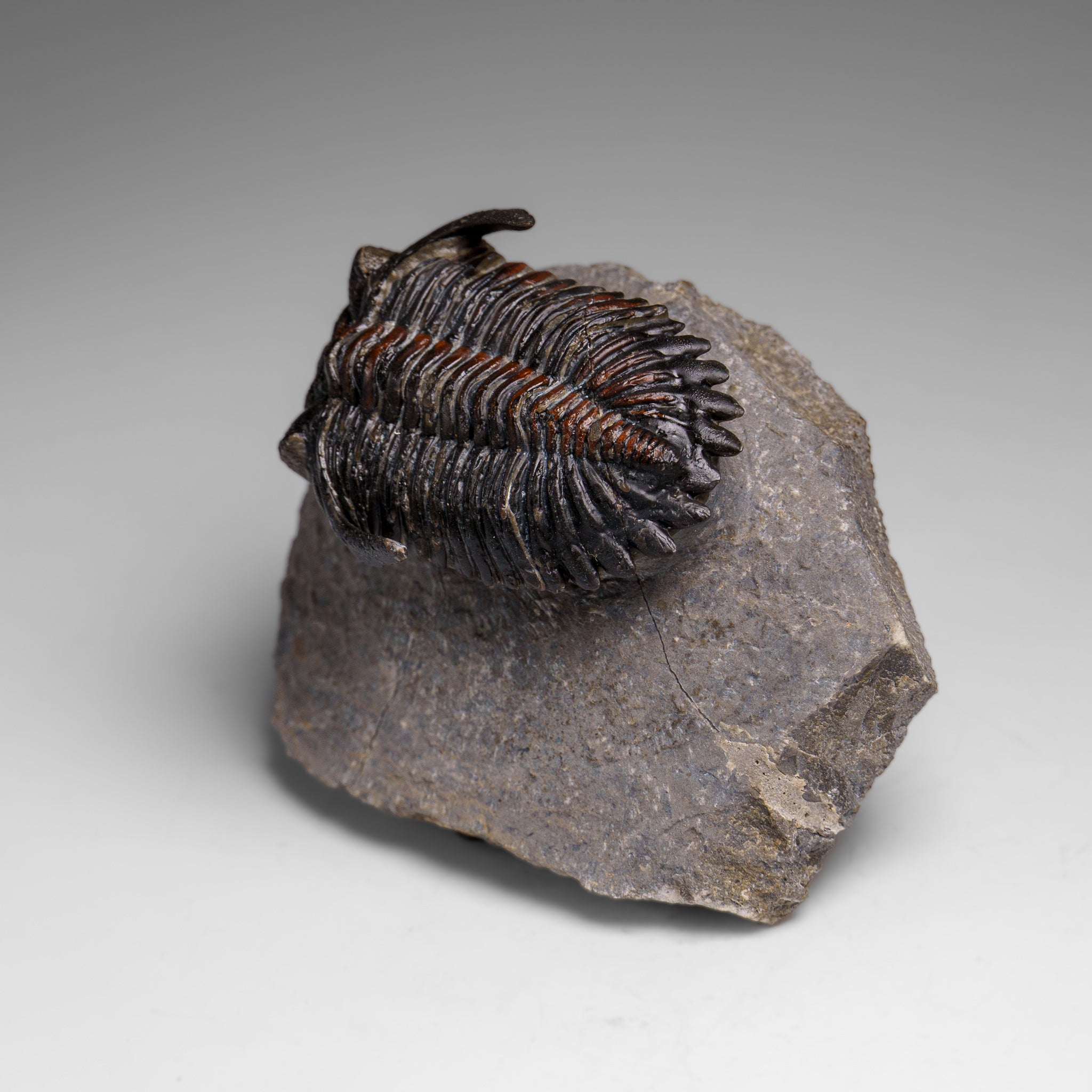 Genuine Ceratarges Spinosus Trilobite on Matrix from Morocco