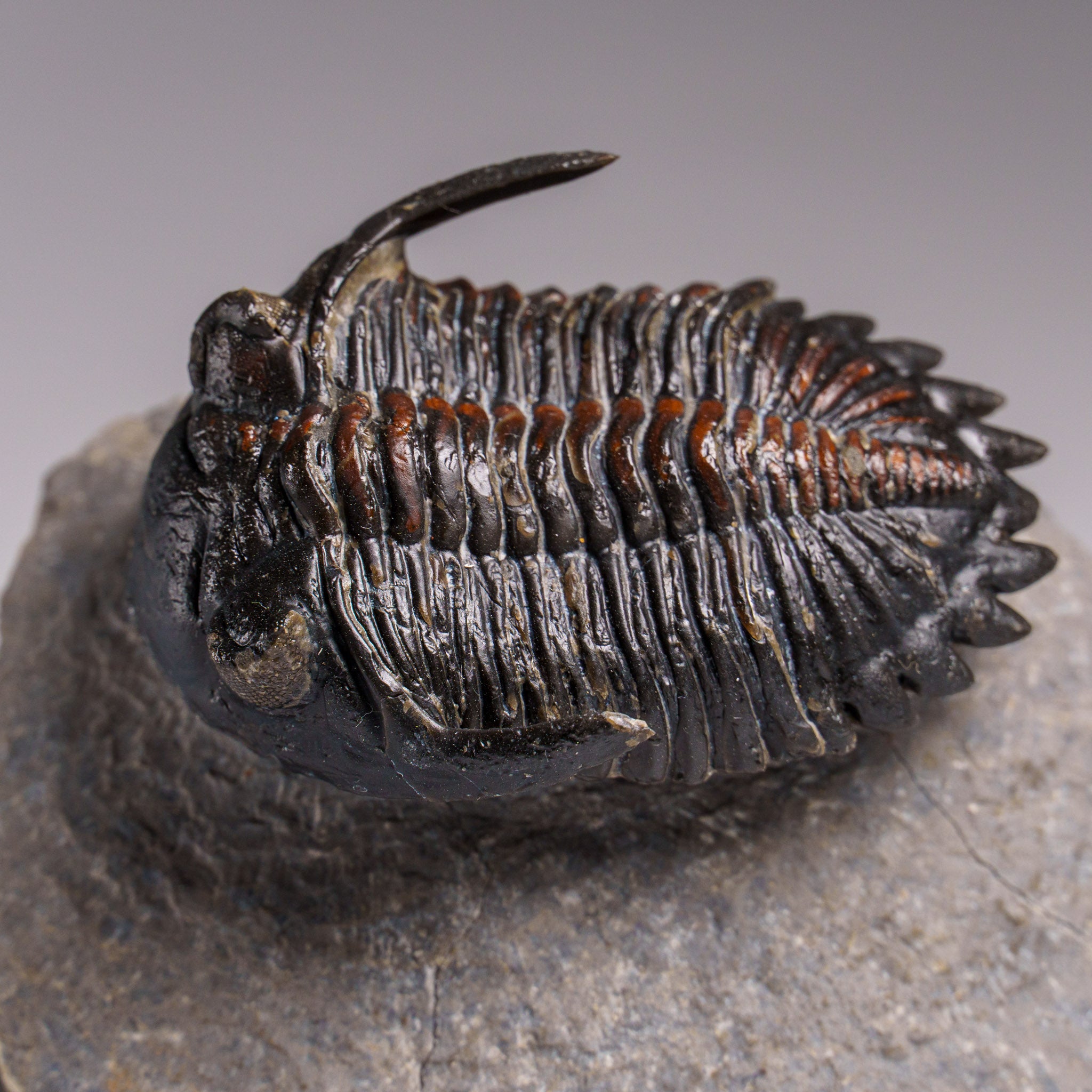 Genuine Ceratarges Spinosus Trilobite on Matrix from Morocco