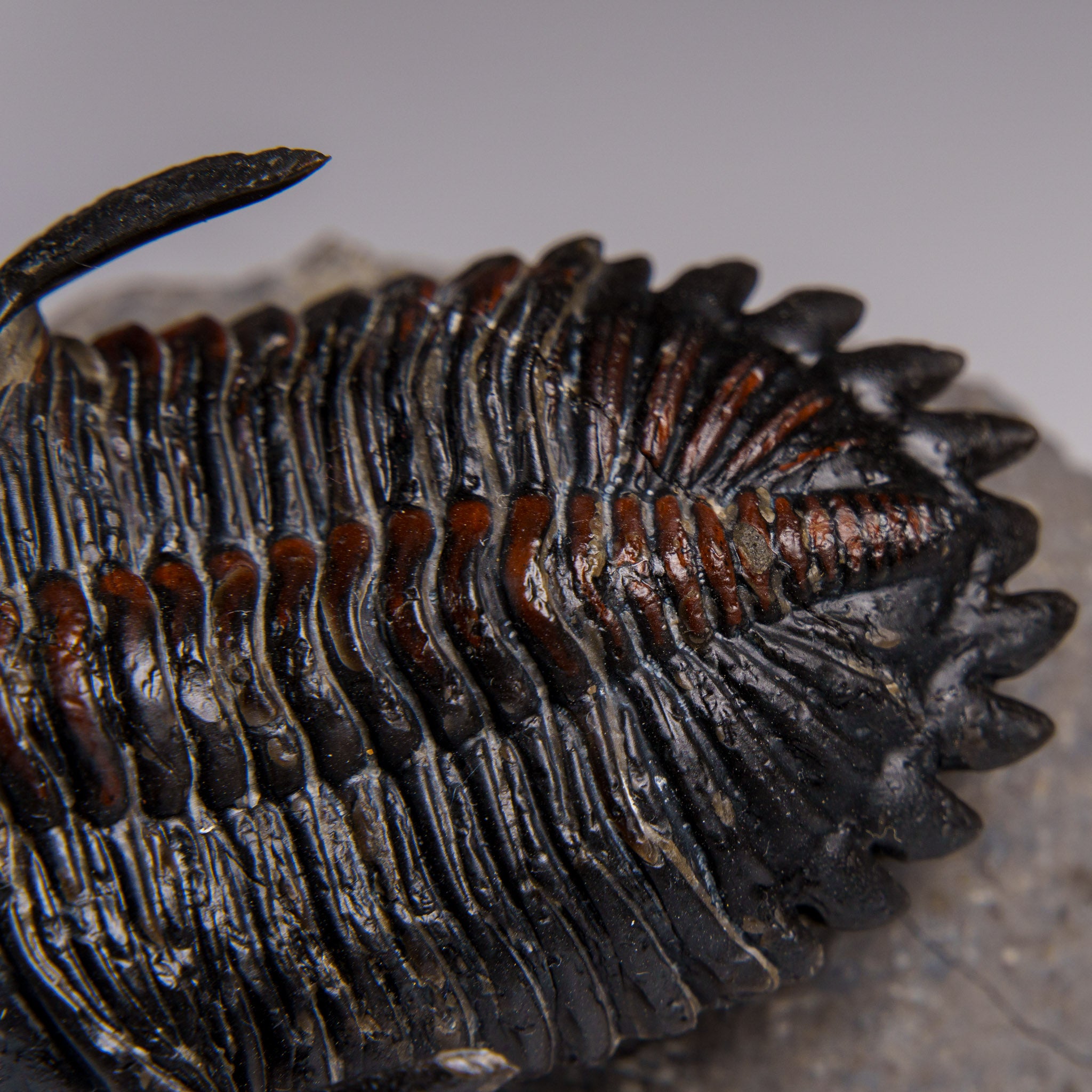 Genuine Ceratarges Spinosus Trilobite on Matrix from Morocco
