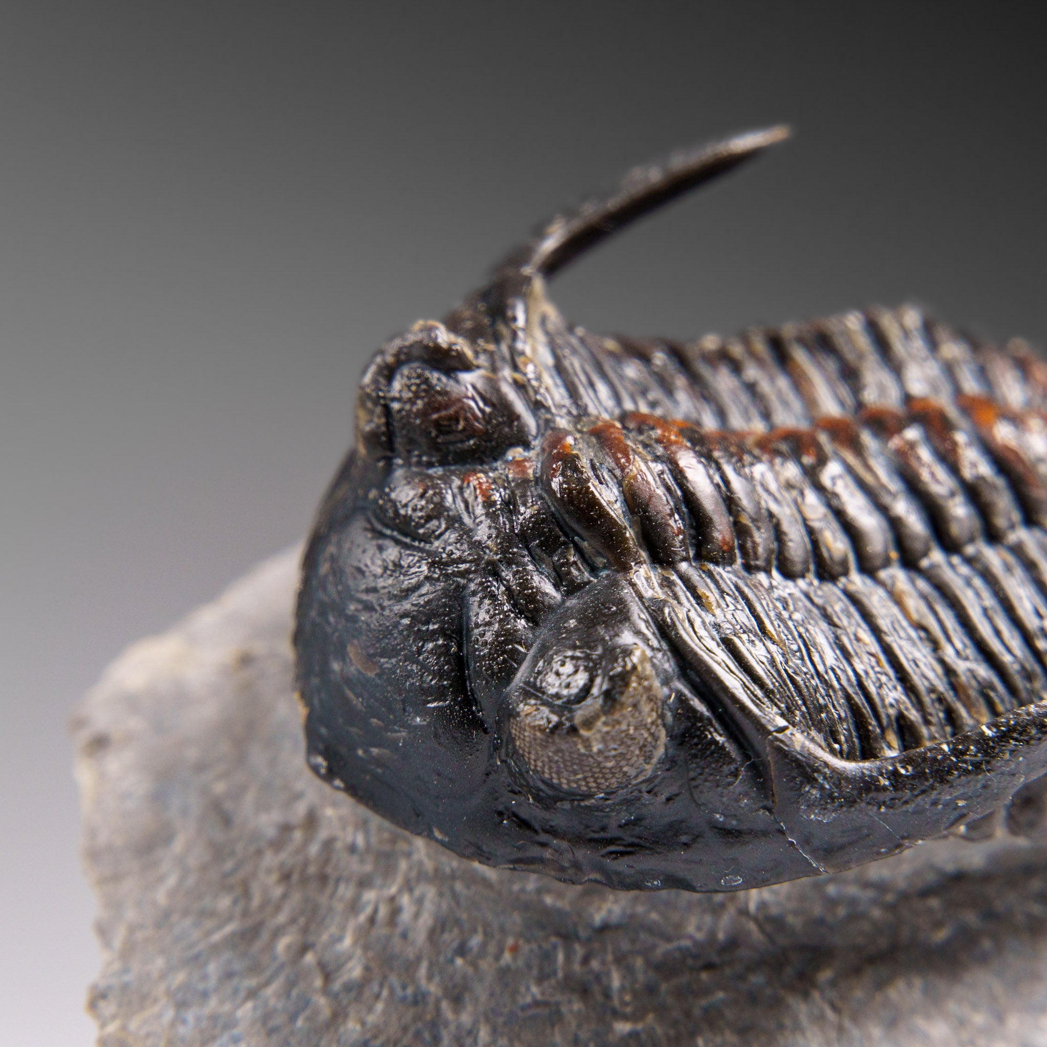 Genuine Ceratarges Spinosus Trilobite on Matrix from Morocco