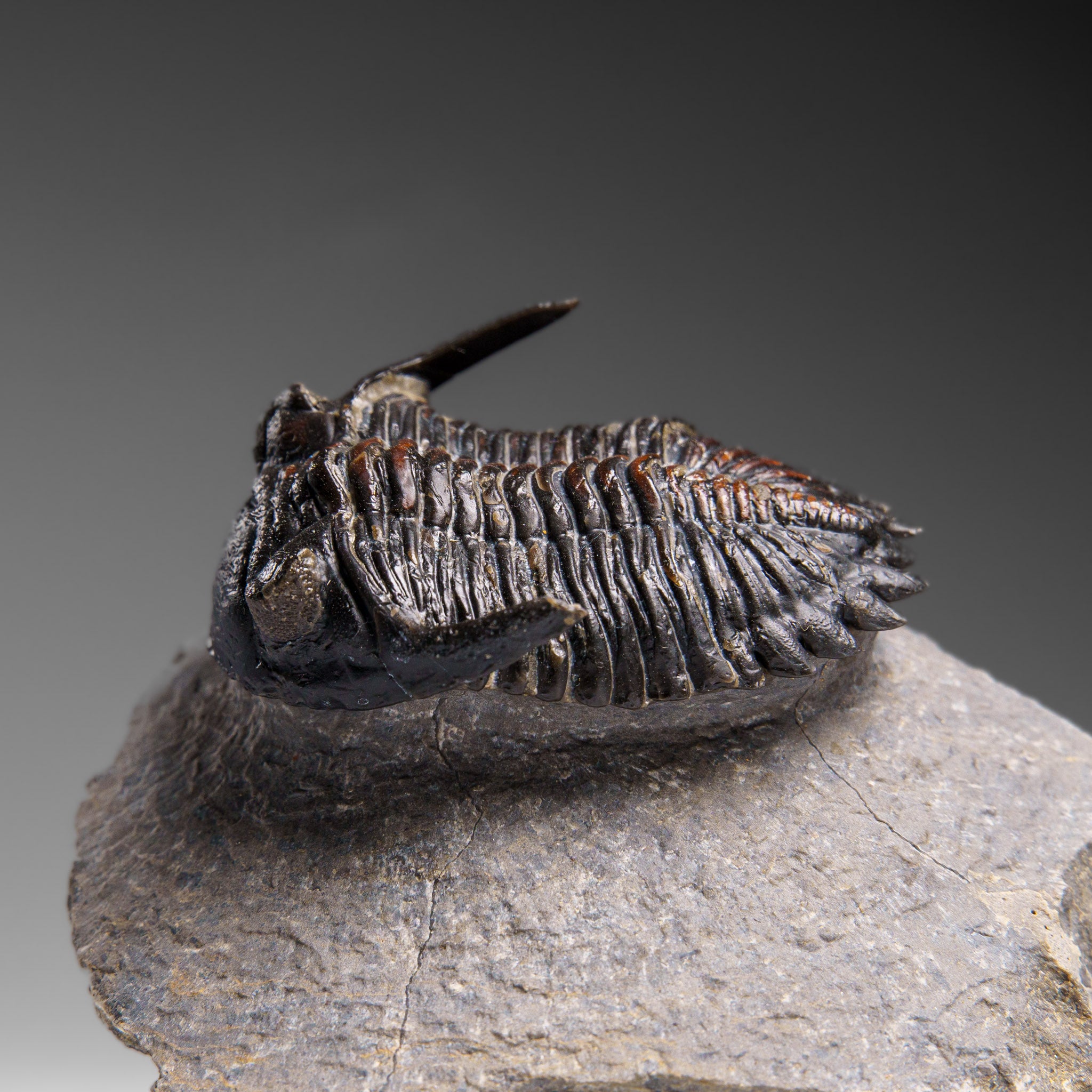 Genuine Ceratarges Spinosus Trilobite on Matrix from Morocco