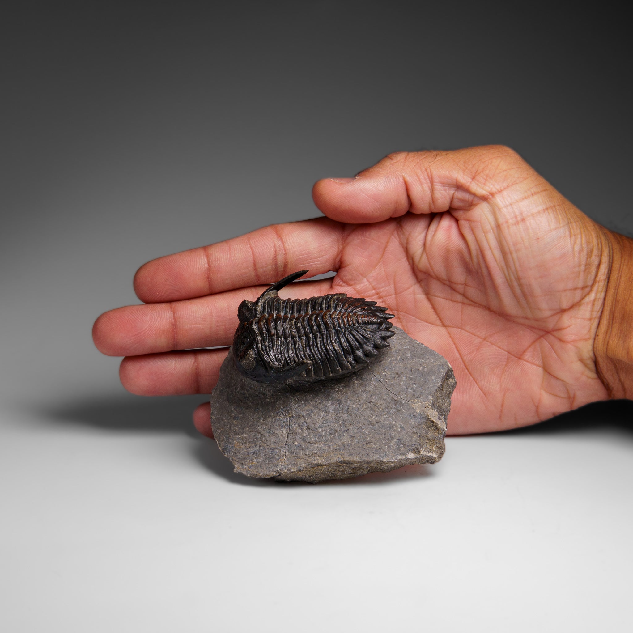 Genuine Ceratarges Spinosus Trilobite on Matrix from Morocco