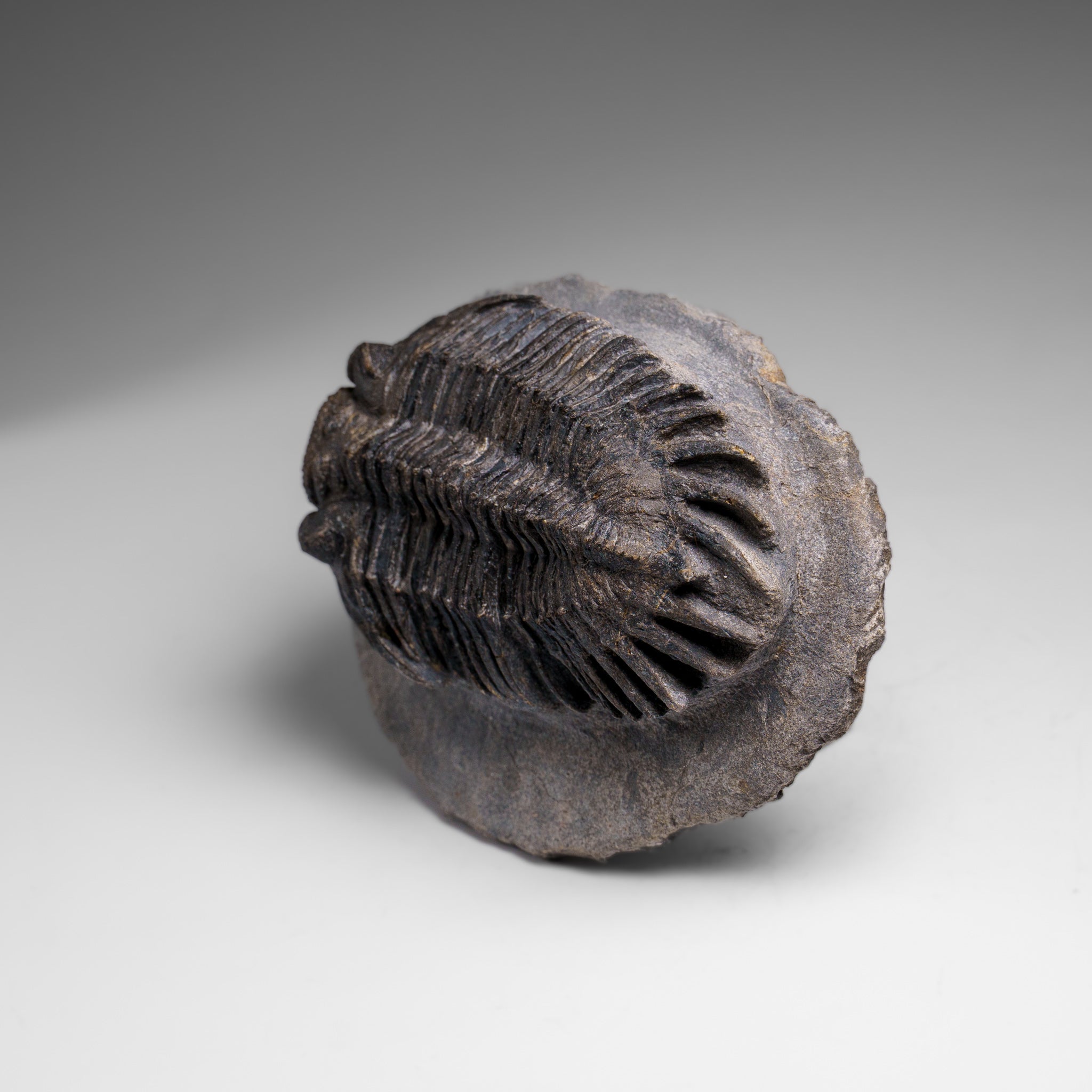 Genuine Crotalocephalina Trilobite in Matrix from Morocco