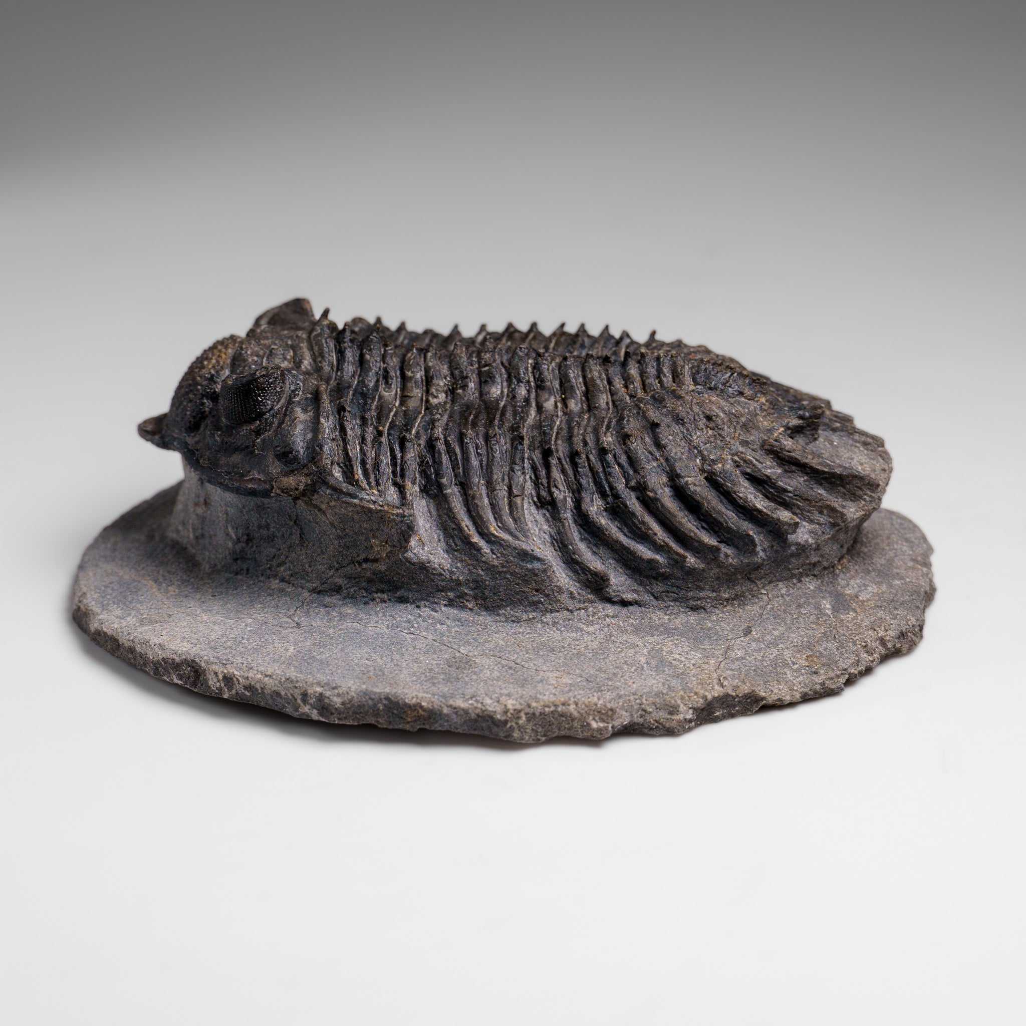 Genuine Crotalocephalina Trilobite in Matrix from Morocco