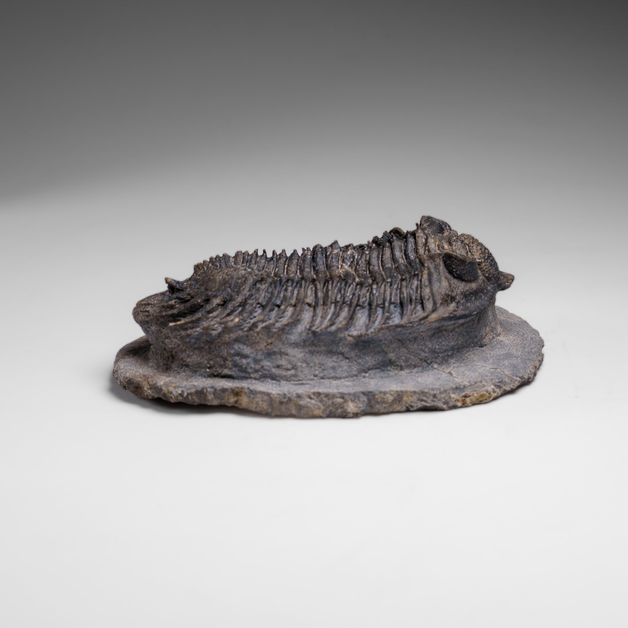 Genuine Crotalocephalina Trilobite in Matrix from Morocco