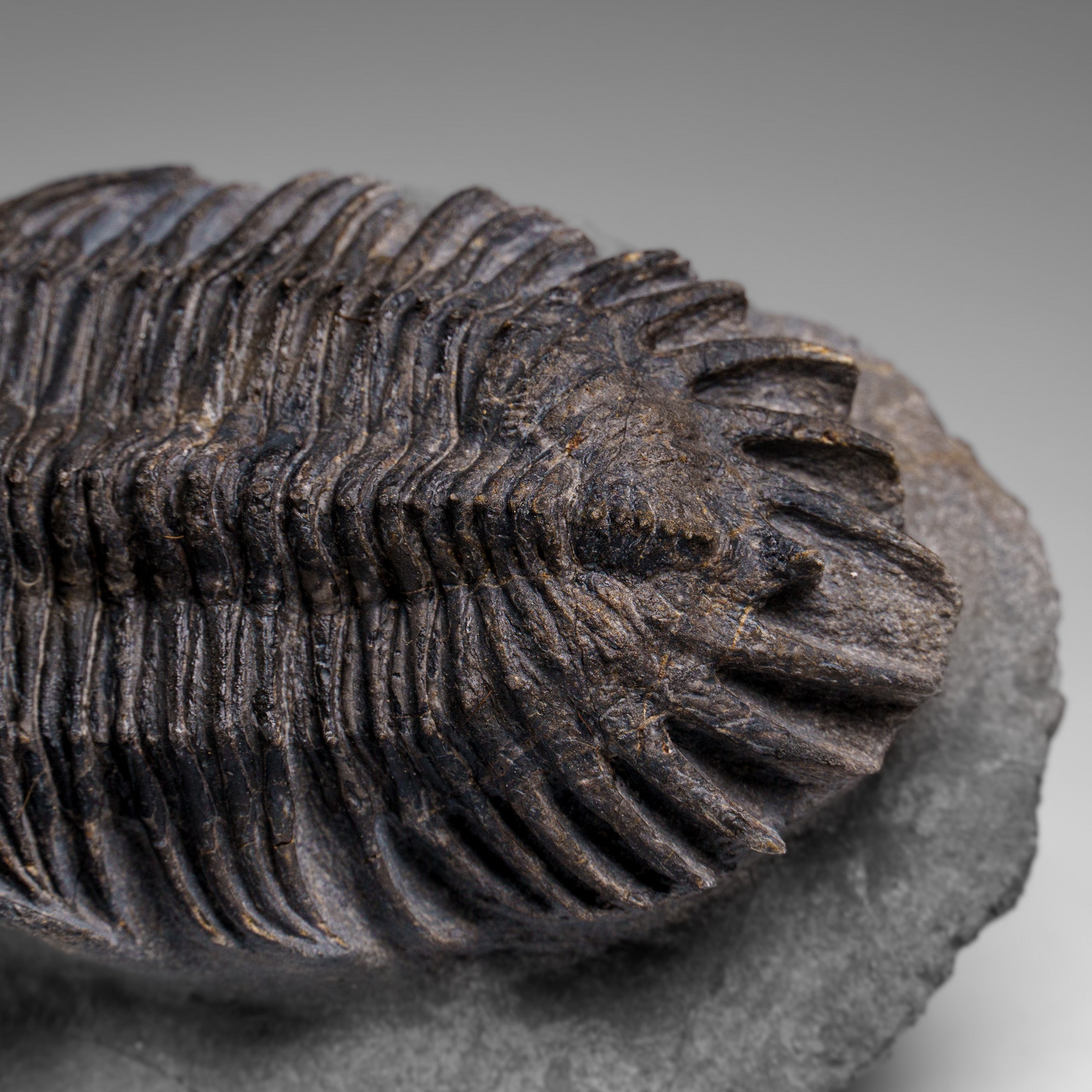 Genuine Crotalocephalina Trilobite in Matrix from Morocco
