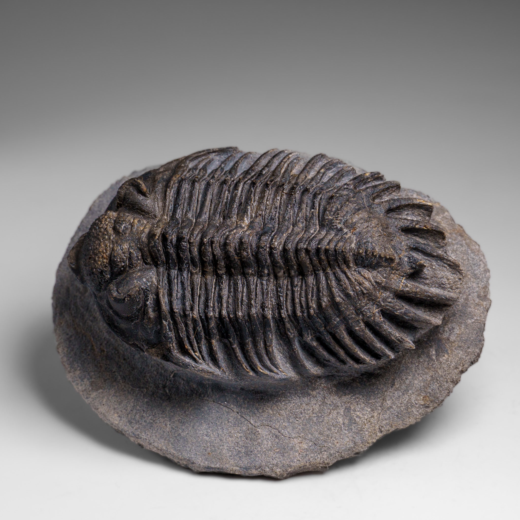 Genuine Crotalocephalina Trilobite in Matrix from Morocco