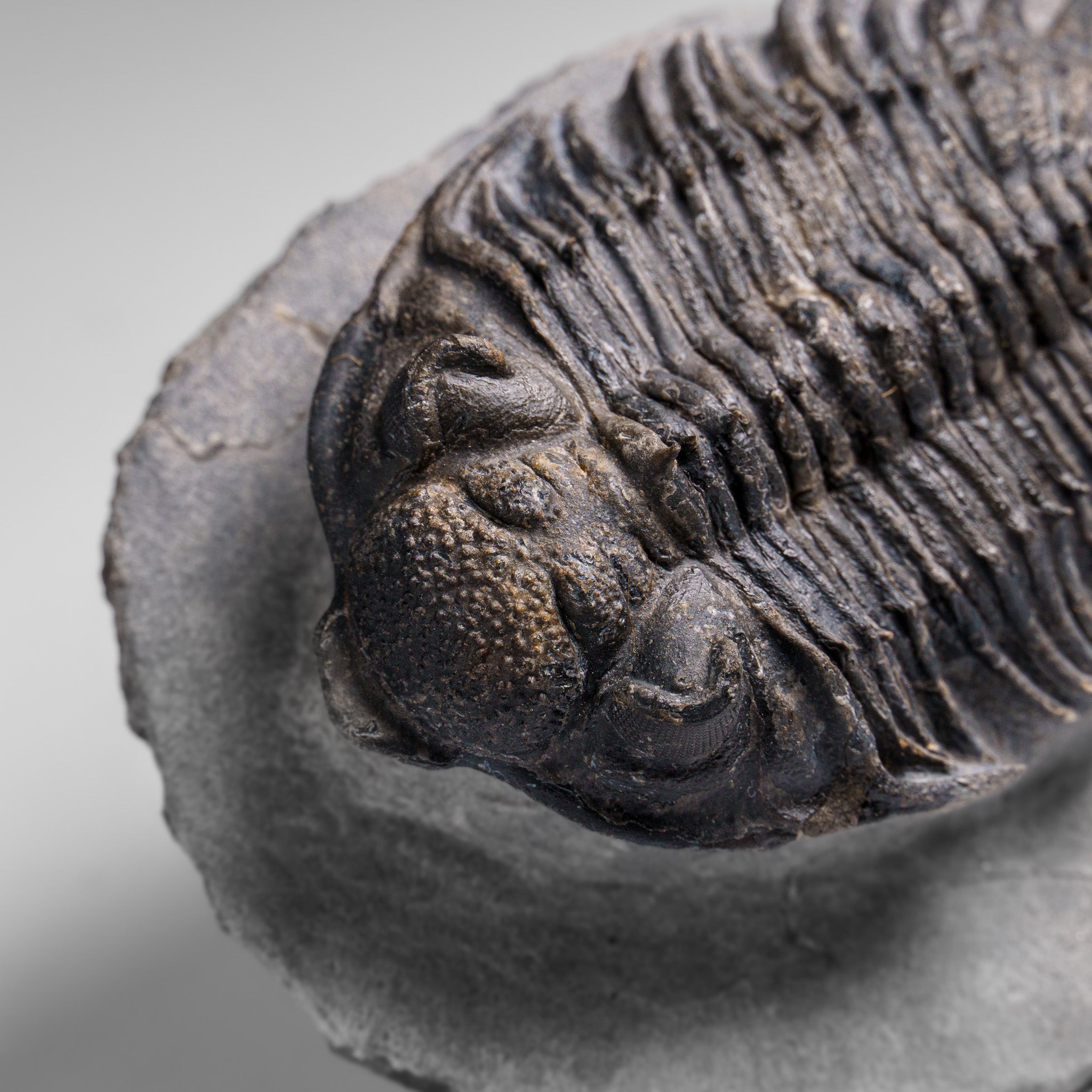 Genuine Crotalocephalina Trilobite in Matrix from Morocco