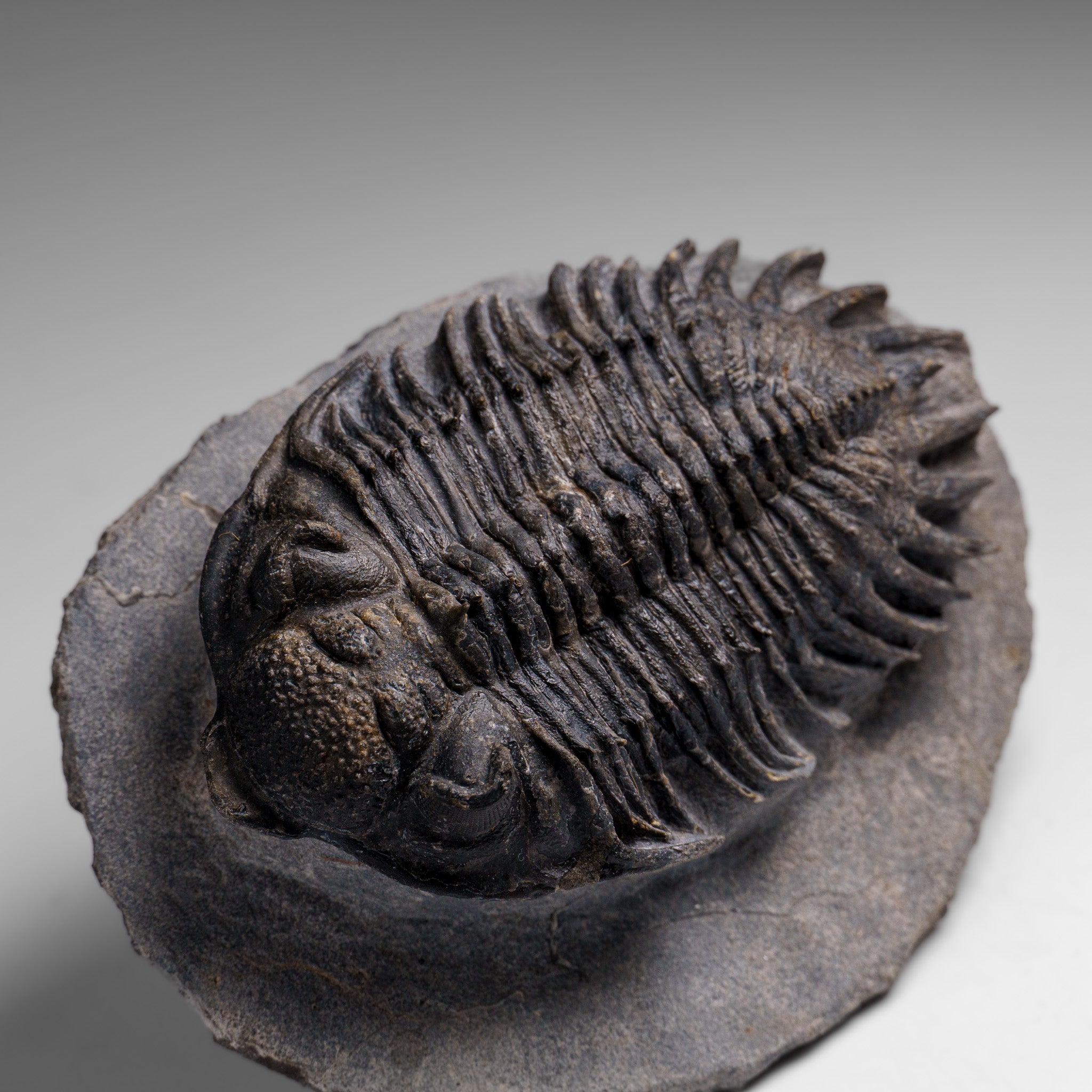 Genuine Crotalocephalina Trilobite in Matrix from Morocco