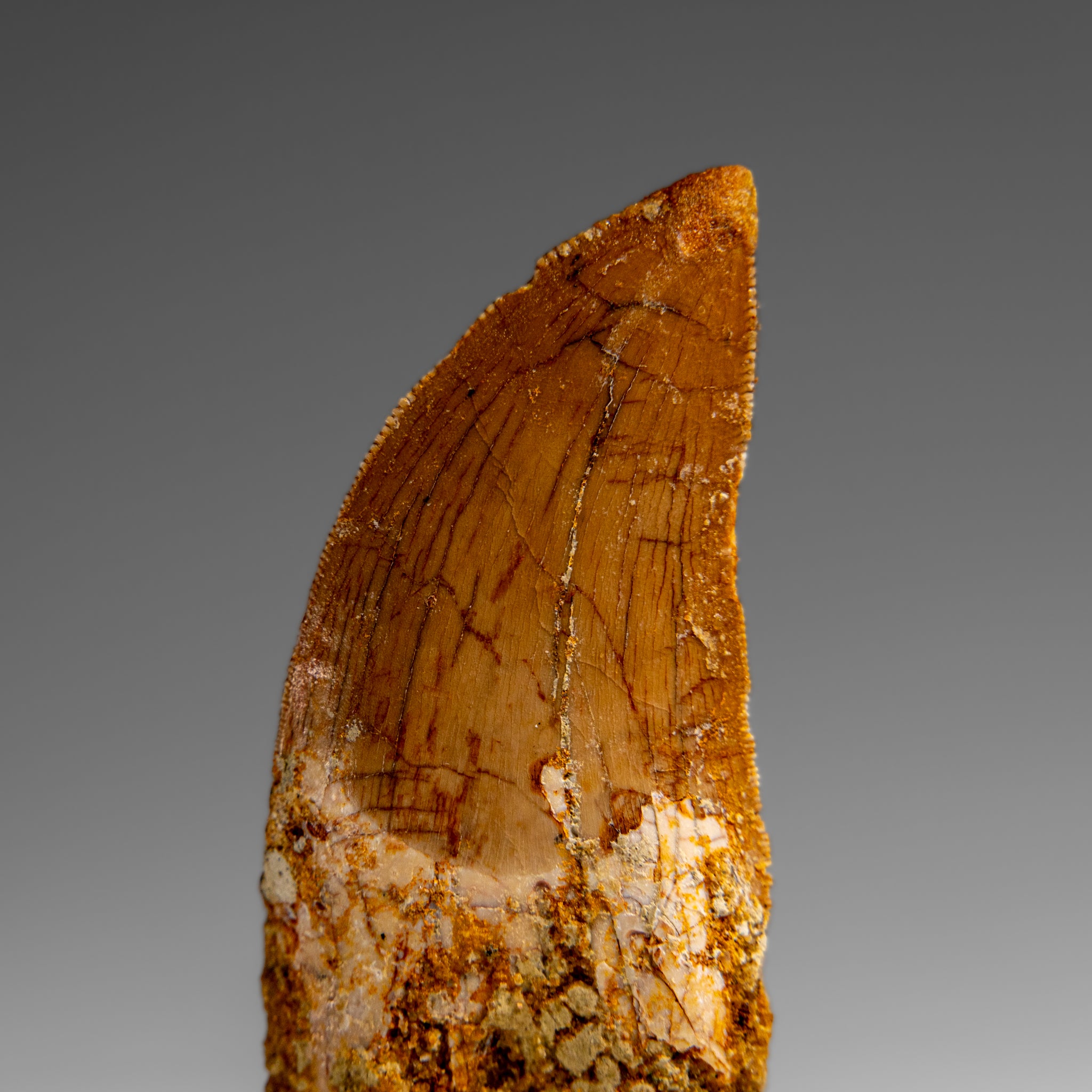 Genuine Natural Carcharodontosaurus Dinosaur Tooth in Display Box