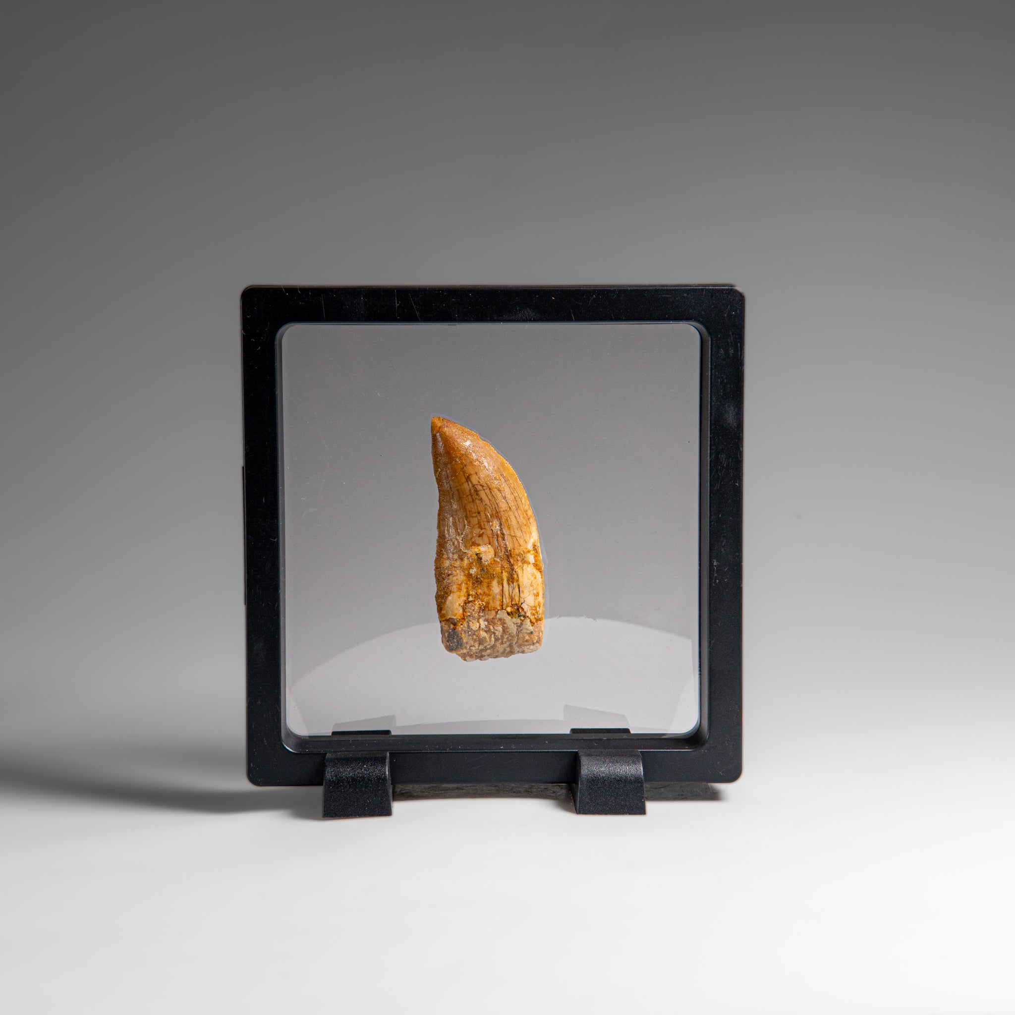 Genuine Natural Carcharodontosaurus Dinosaur Tooth in Display Box