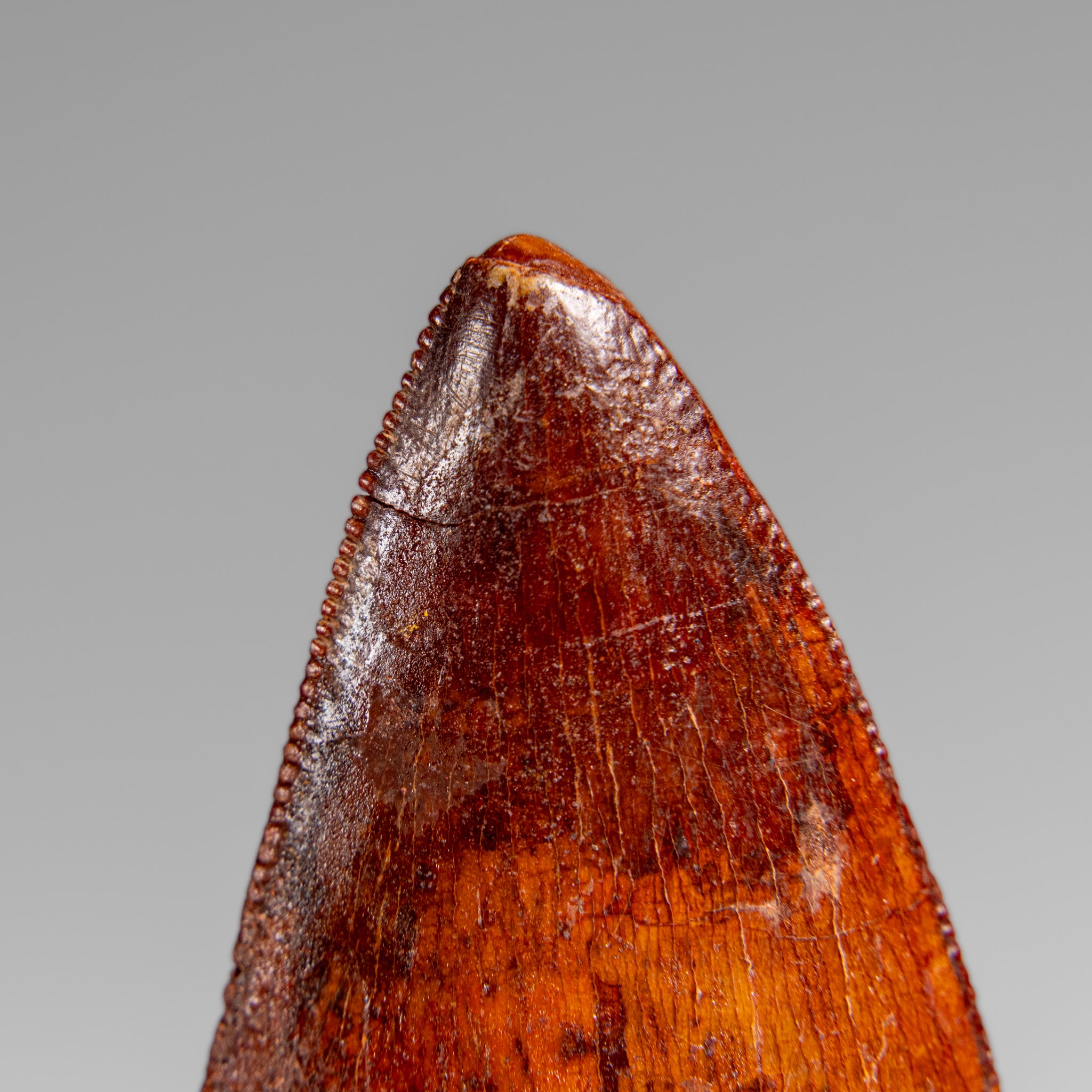 Genuine Natural Carcharodontosaurus Dinosaur Tooth in Display Box