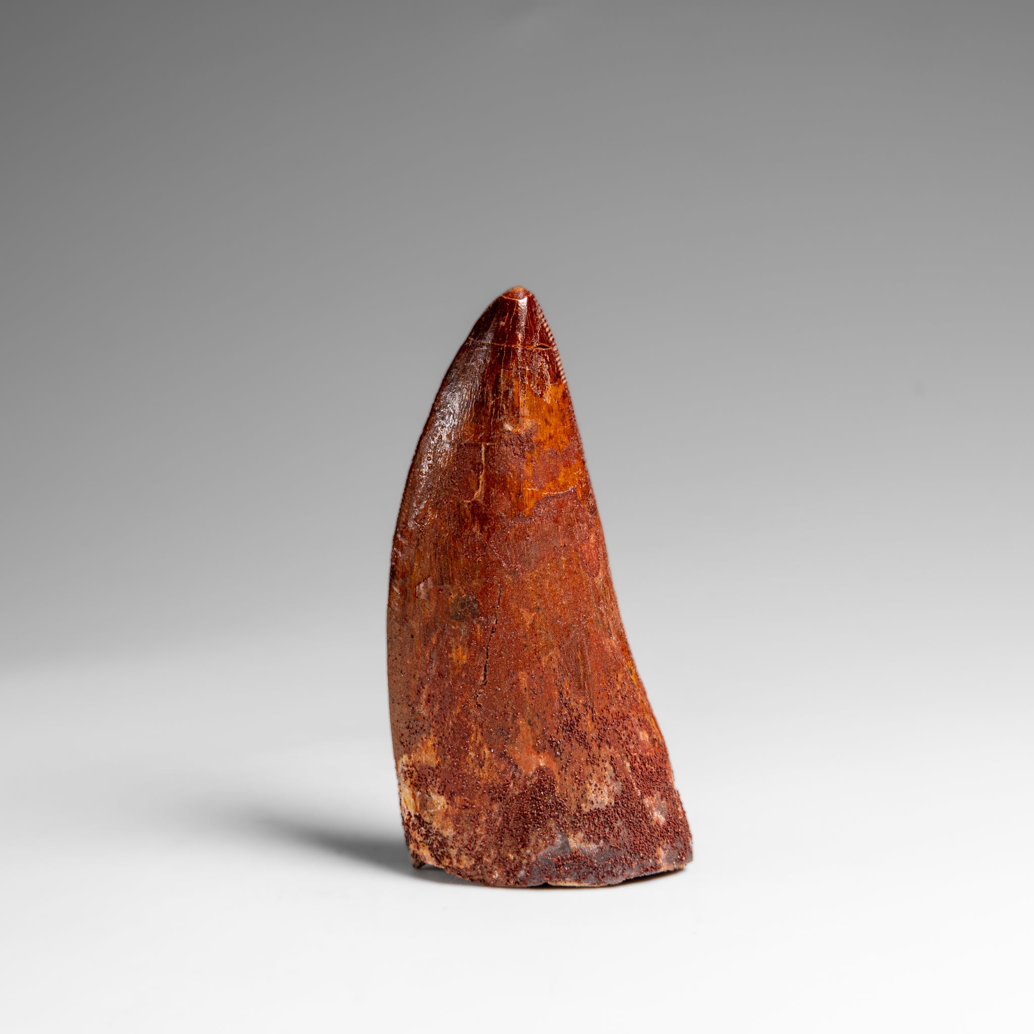 Genuine Natural Carcharodontosaurus Dinosaur Tooth in Display Box