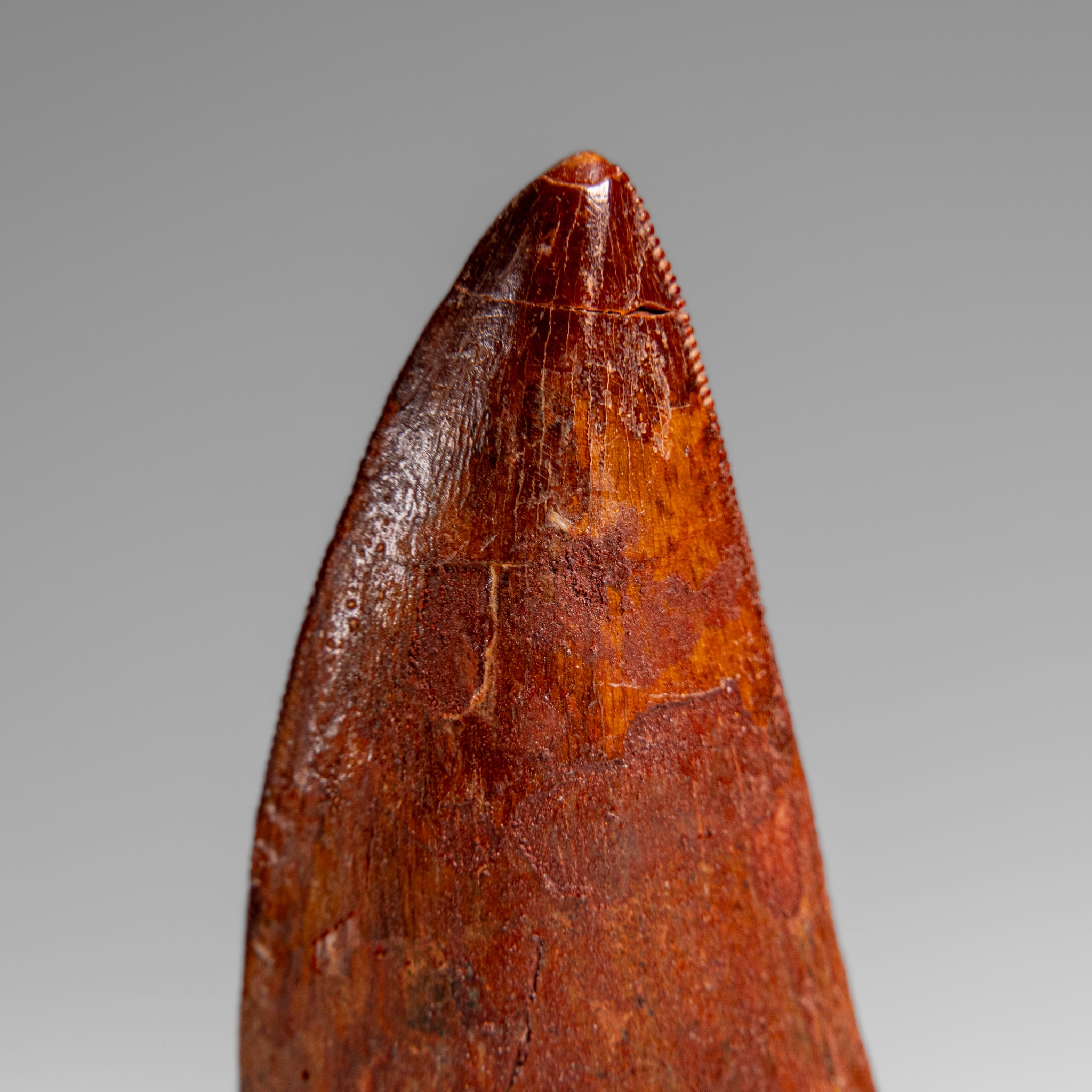 Genuine Natural Carcharodontosaurus Dinosaur Tooth in Display Box