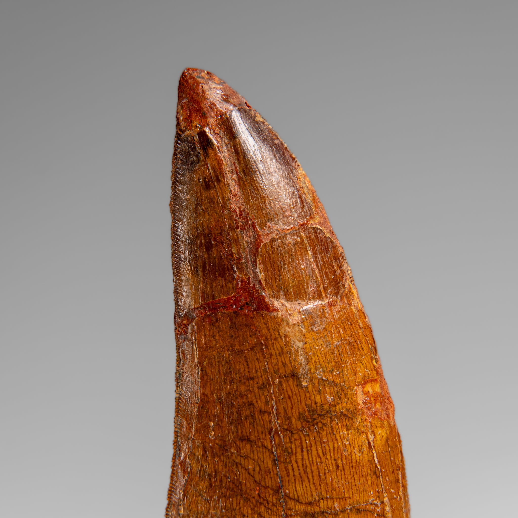 Genuine Natural Carcharodontosaurus Dinosaur Tooth in Display Box