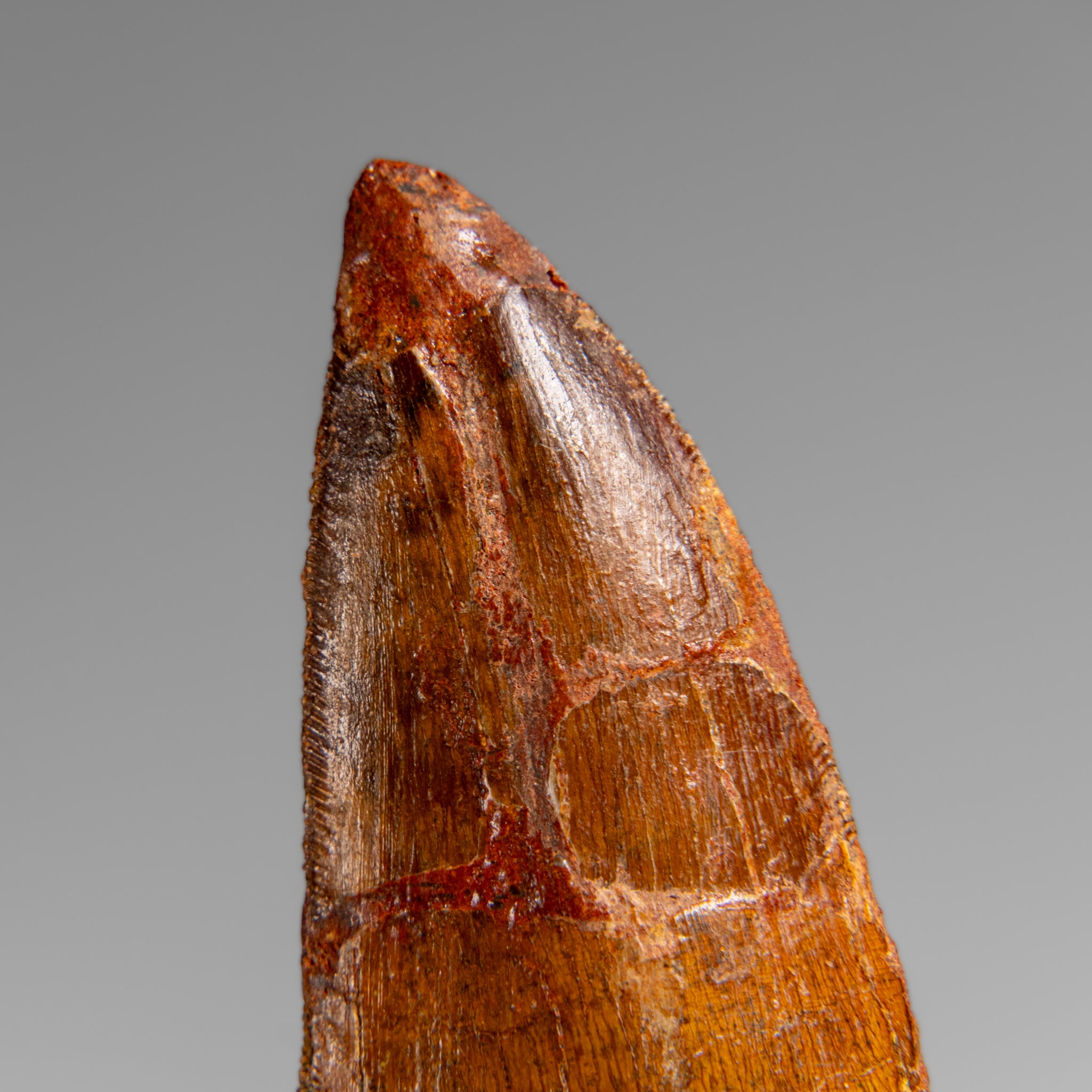 Genuine Natural Carcharodontosaurus Dinosaur Tooth in Display Box