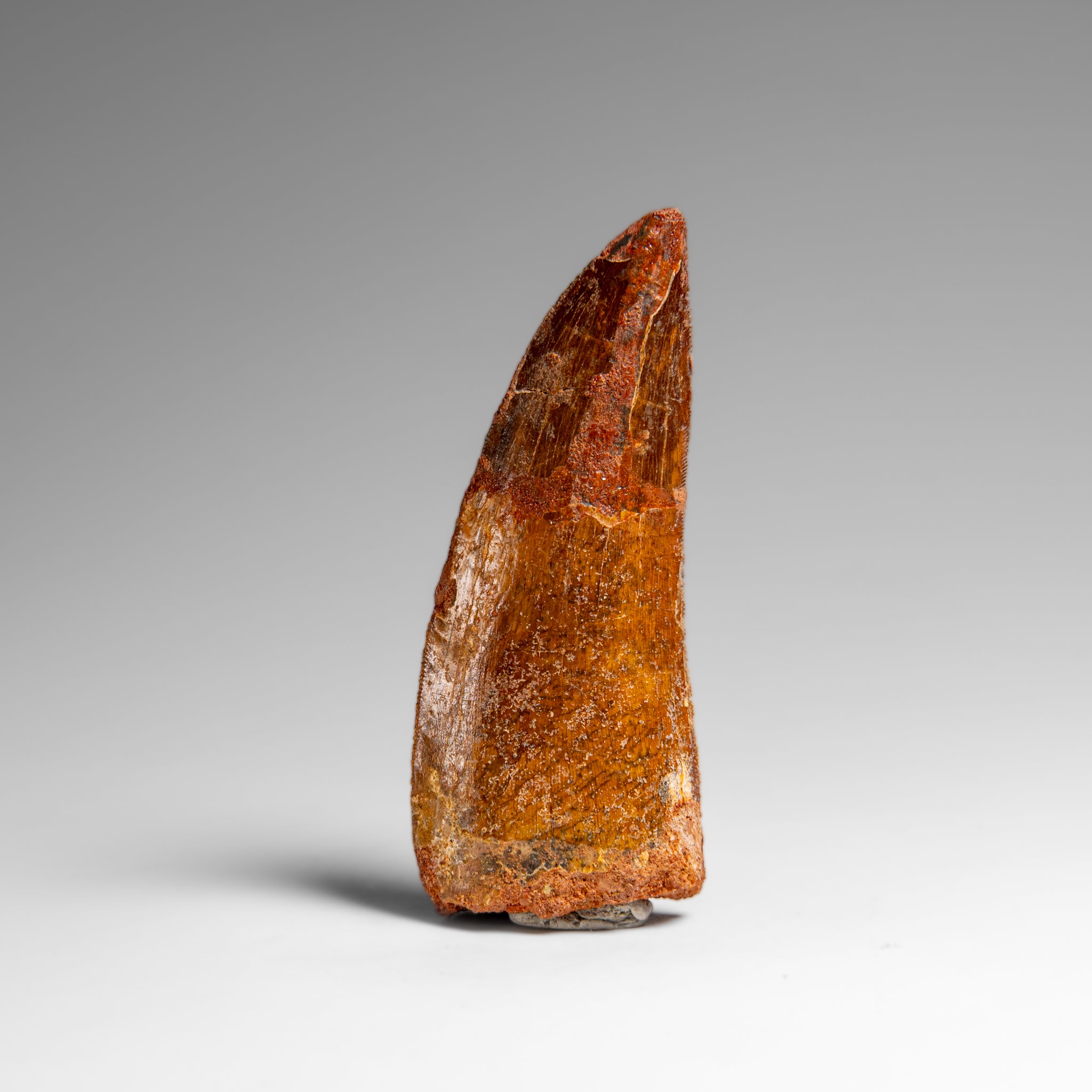 Genuine Natural Carcharodontosaurus Dinosaur Tooth in Display Box