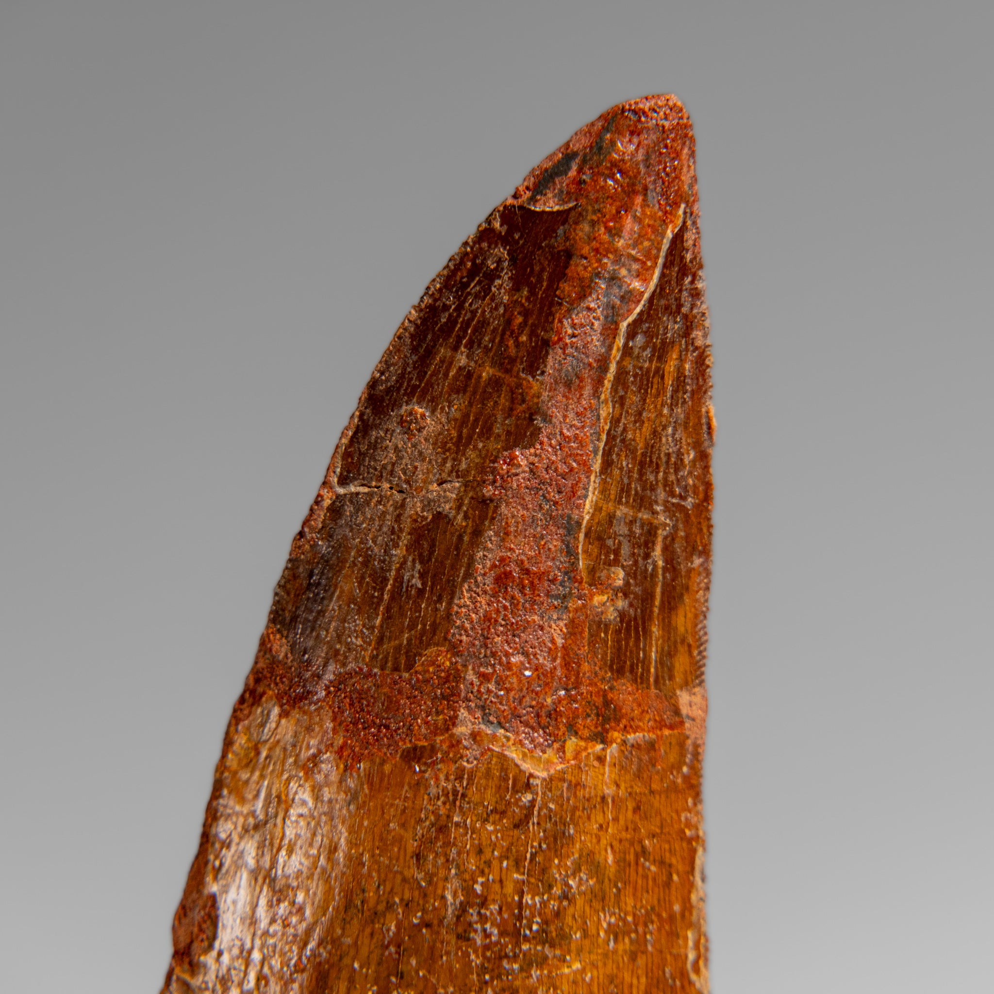 Genuine Natural Carcharodontosaurus Dinosaur Tooth in Display Box