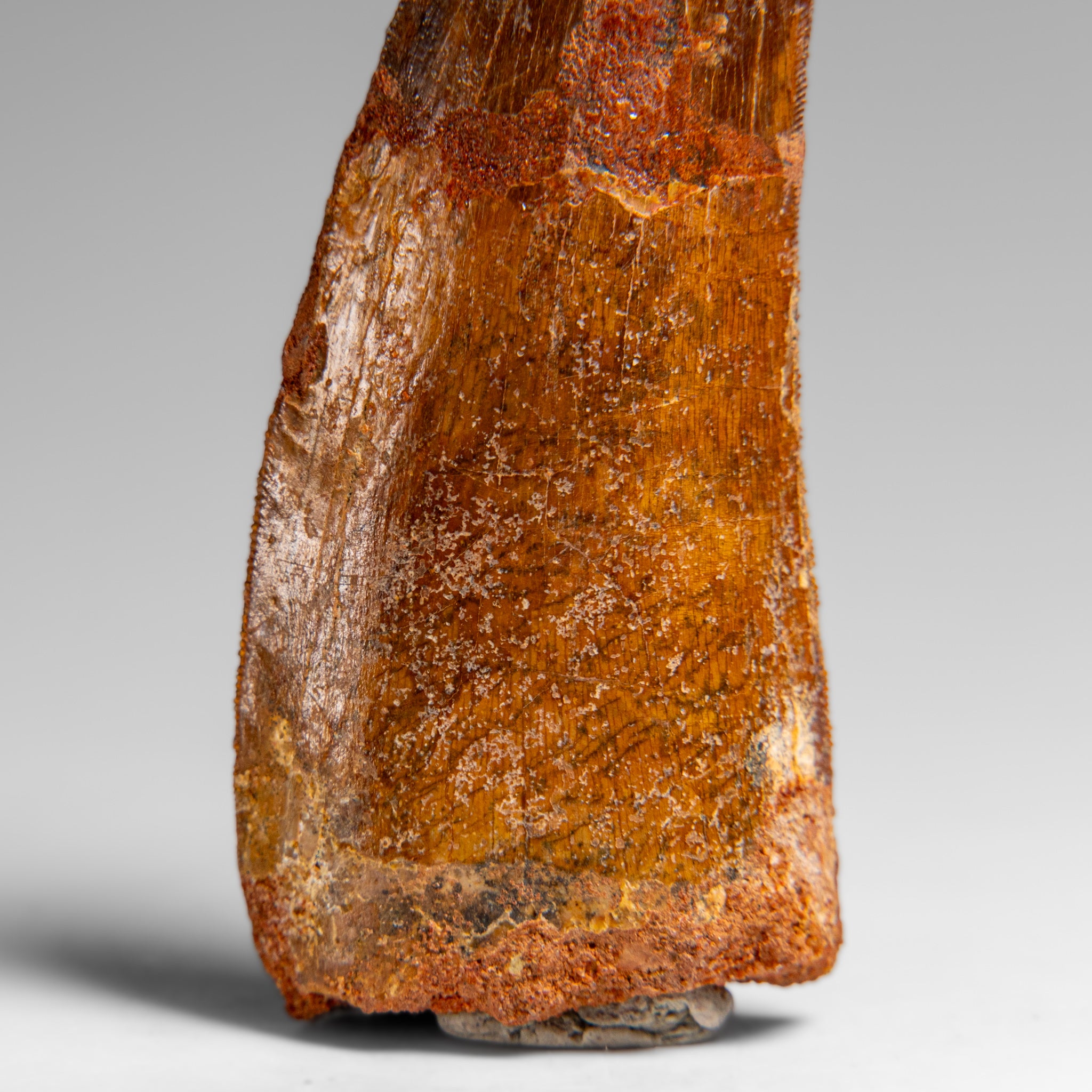 Genuine Natural Carcharodontosaurus Dinosaur Tooth in Display Box