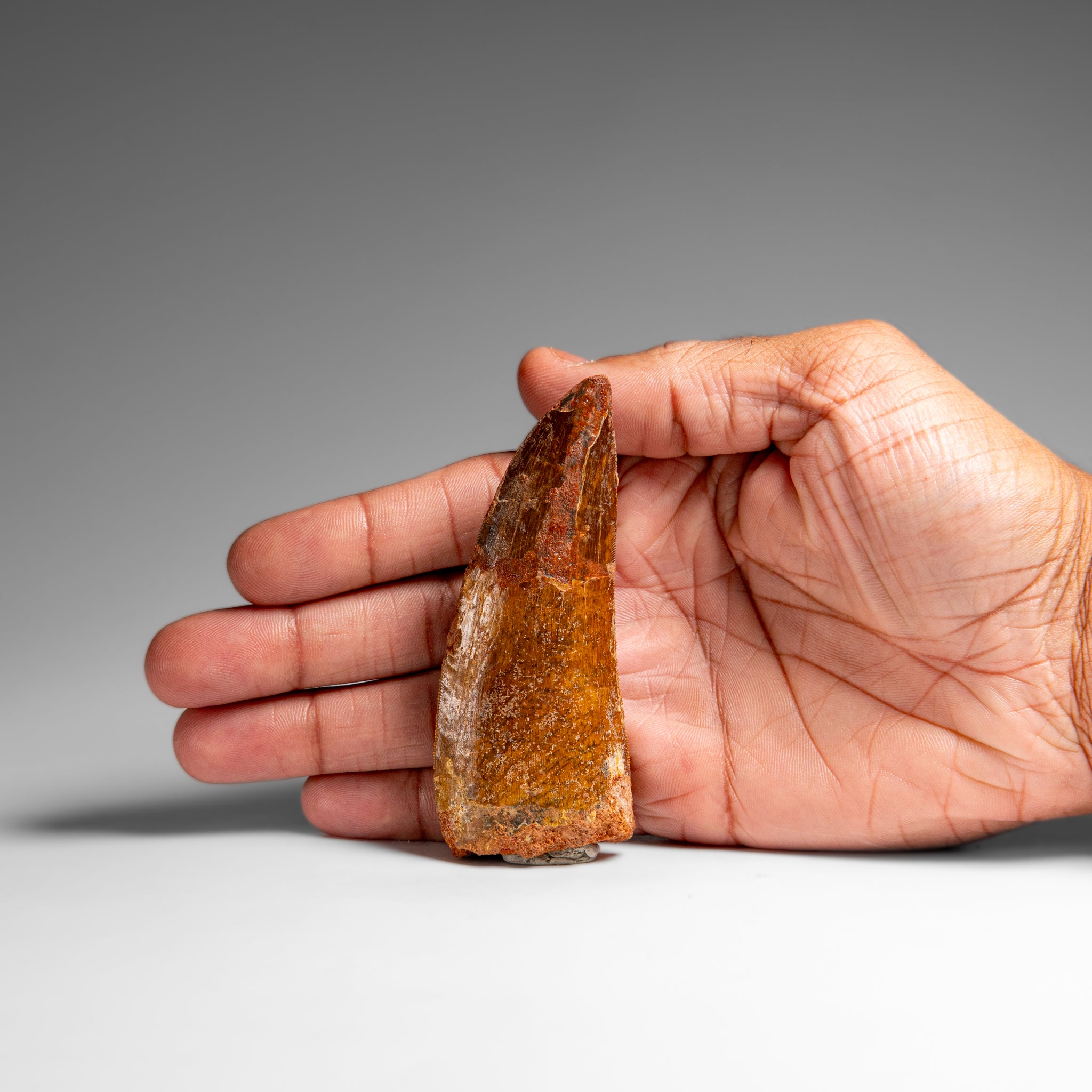 Genuine Natural Carcharodontosaurus Dinosaur Tooth in Display Box