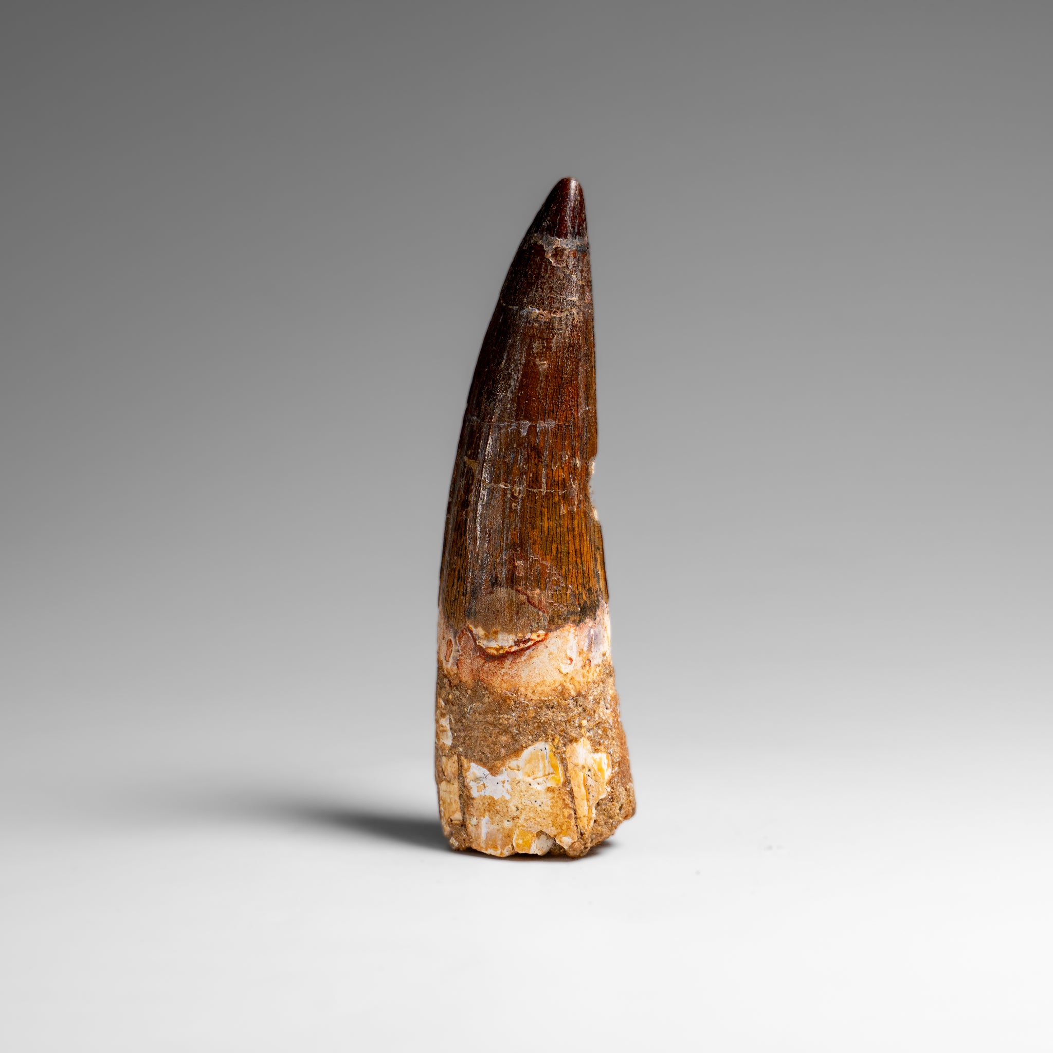 Genuine Natural Large Spinosaurus Dinosaur Tooth (61.5 grams)