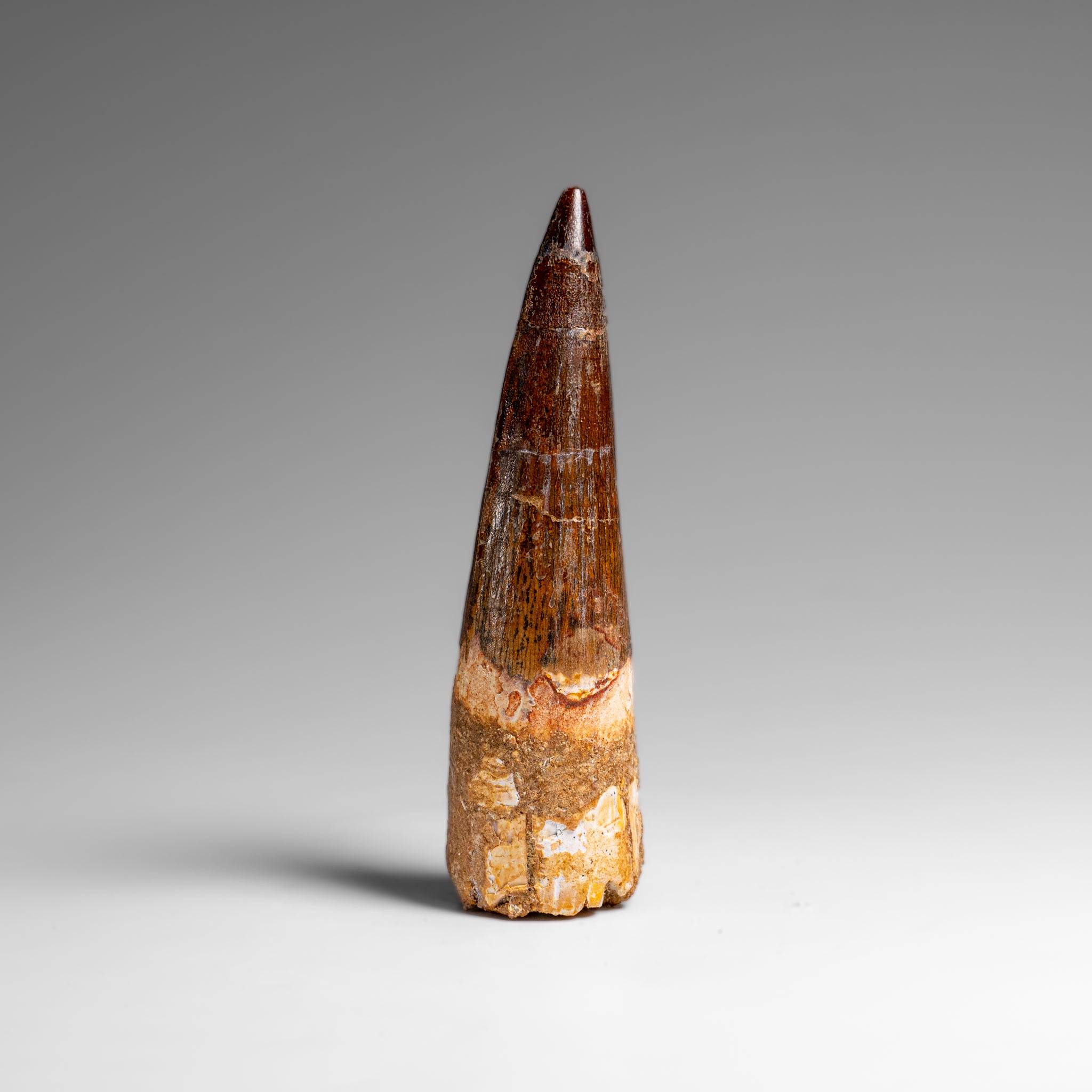 Genuine Natural Large Spinosaurus Dinosaur Tooth (61.5 grams)