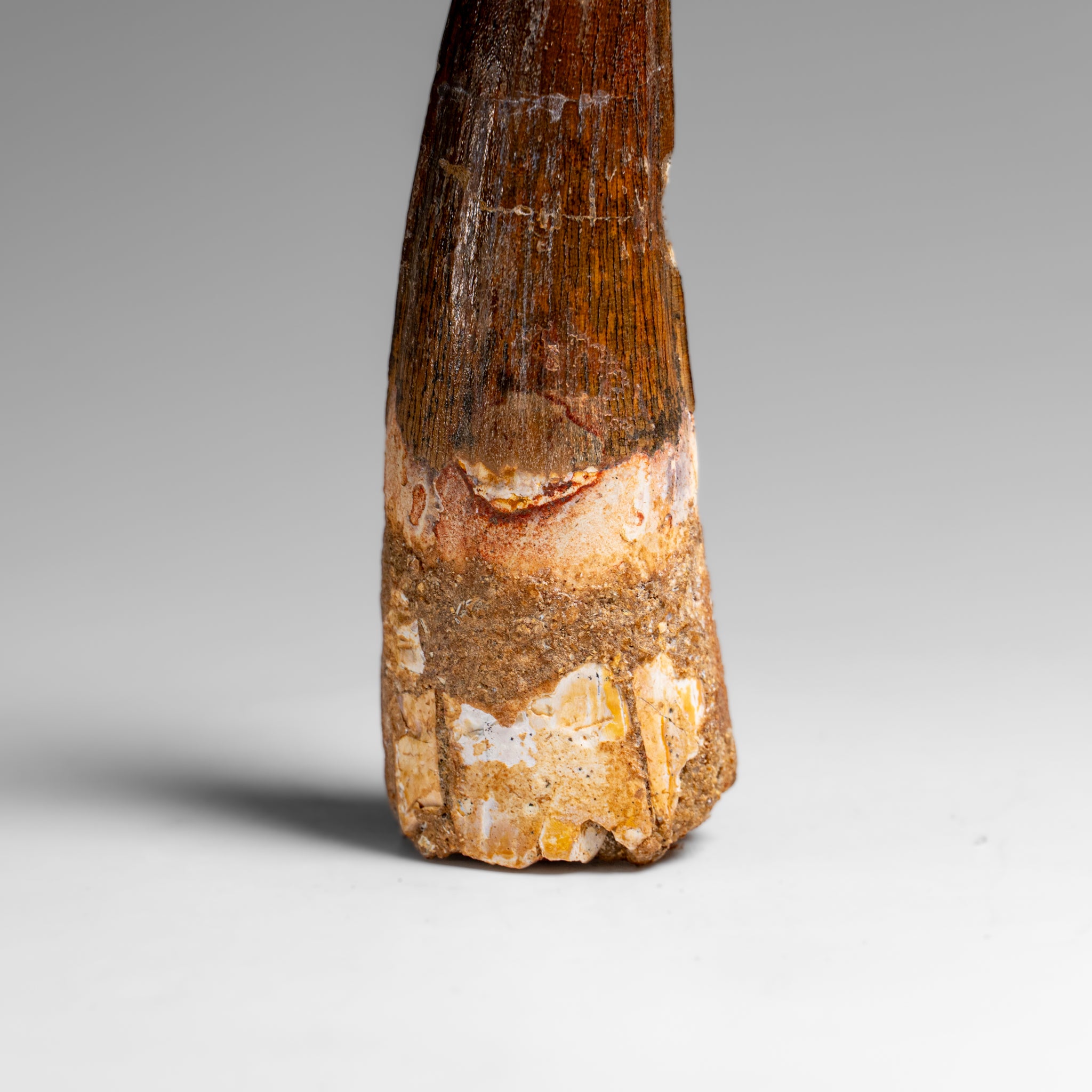 Genuine Natural Large Spinosaurus Dinosaur Tooth (61.5 grams)