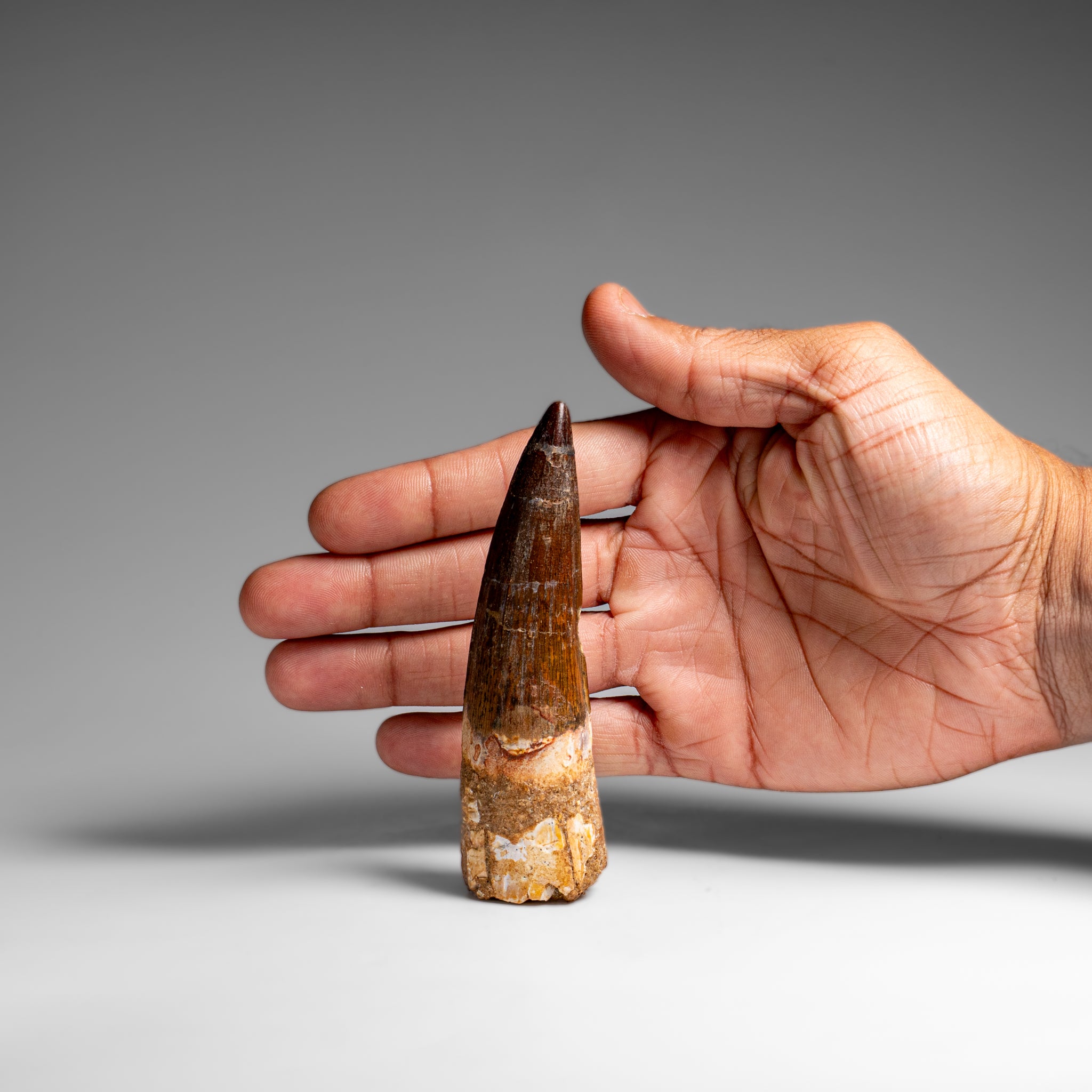 Genuine Natural Large Spinosaurus Dinosaur Tooth (61.5 grams)