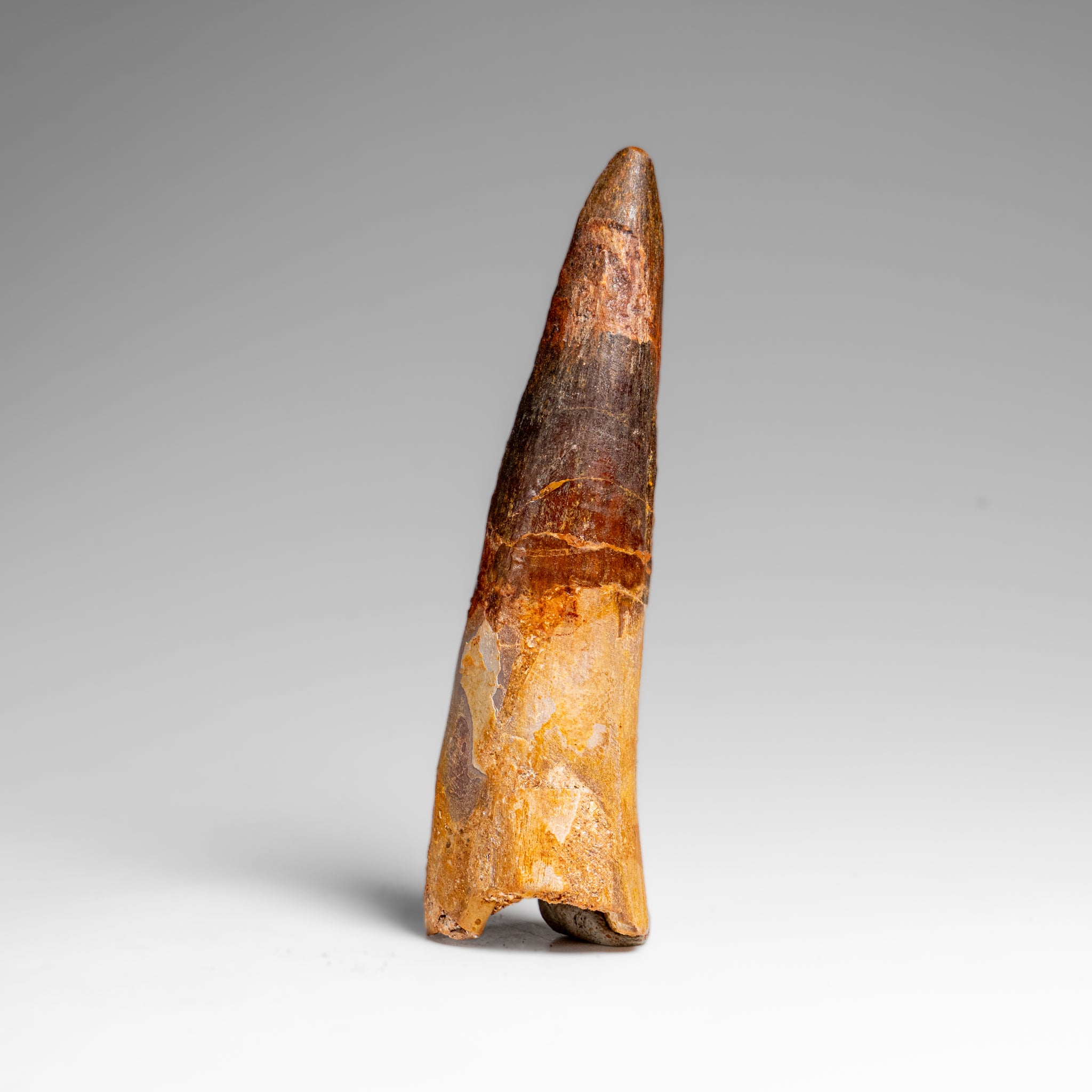 Genuine Natural Large Spinosaurus Dinosaur Tooth (67 grams)