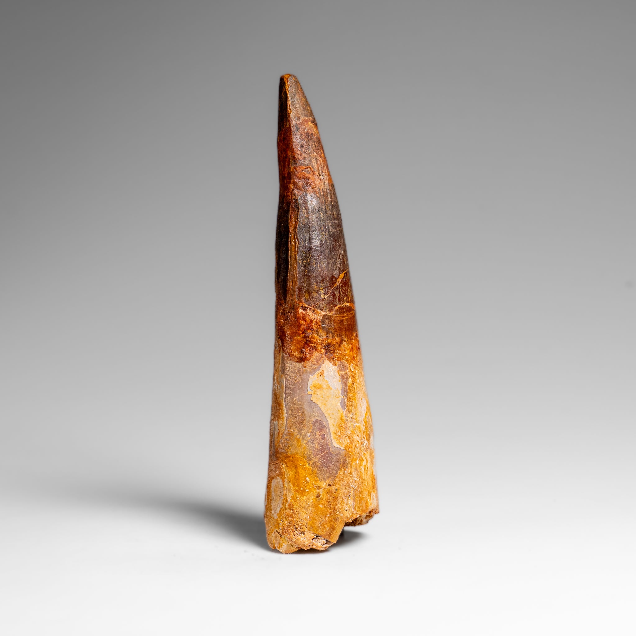 Genuine Natural Large Spinosaurus Dinosaur Tooth (67 grams)