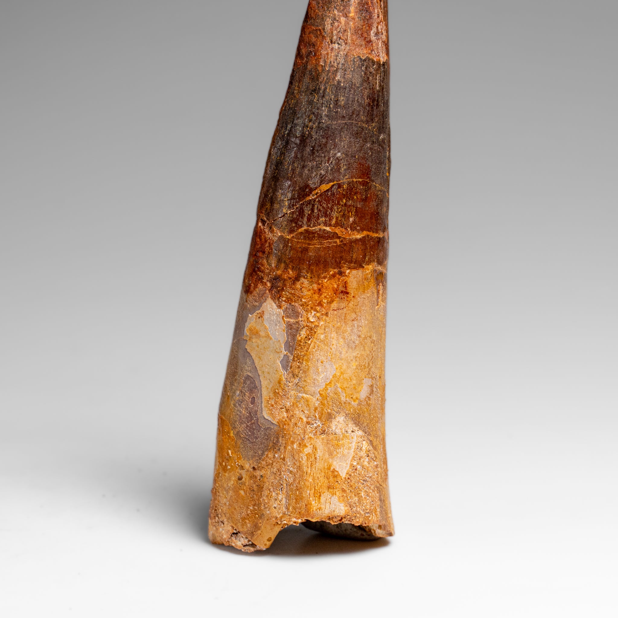 Genuine Natural Large Spinosaurus Dinosaur Tooth (67 grams)