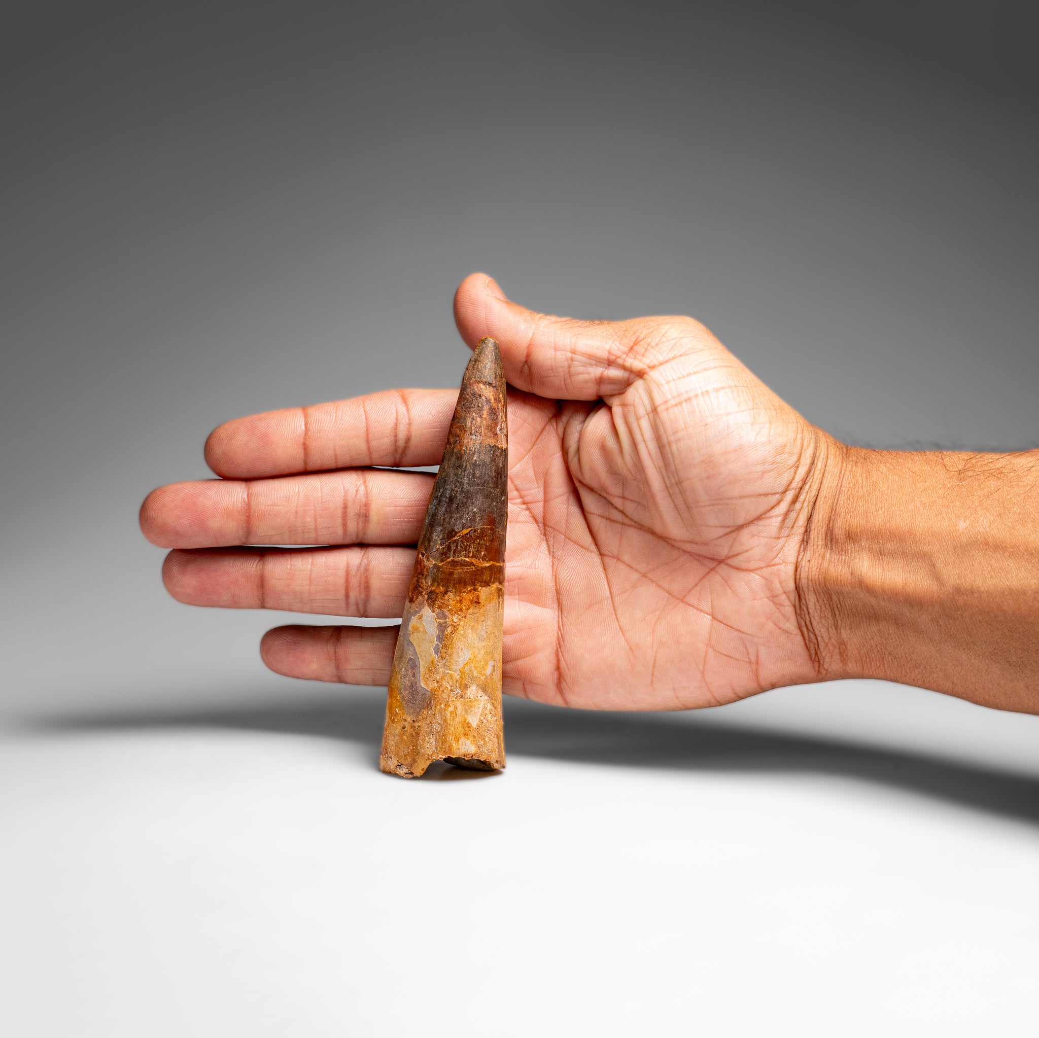 Genuine Natural Large Spinosaurus Dinosaur Tooth (67 grams)