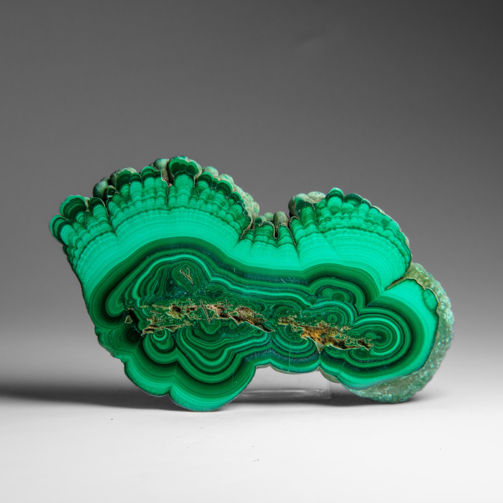Genuine Polished Malachite Stalactite Slice (292.5 grams)