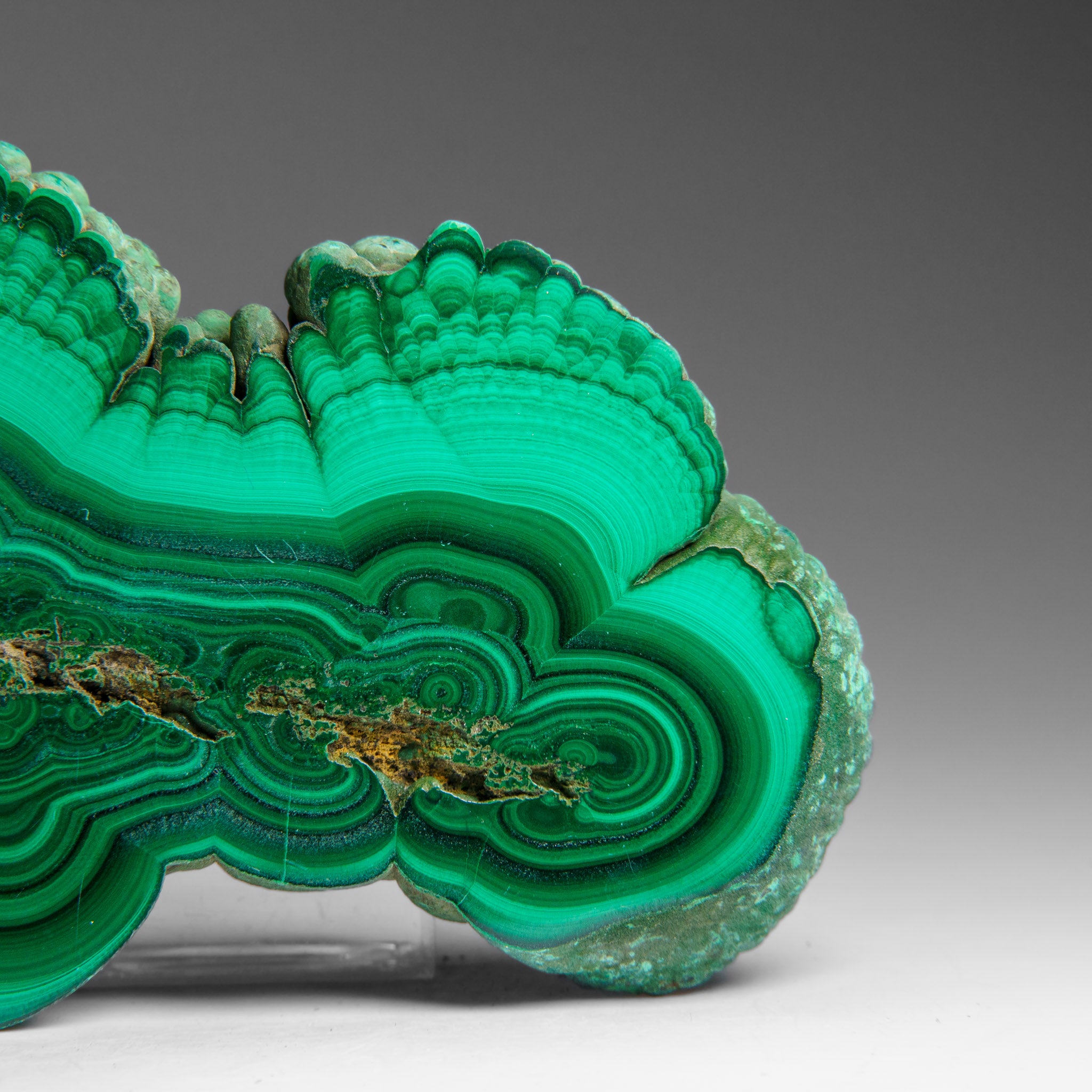 Genuine Polished Malachite Stalactite Slice (292.5 grams)