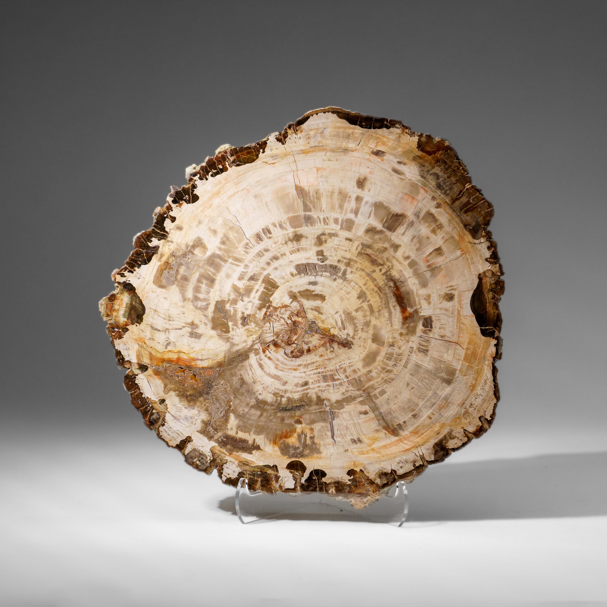 Genuine Polished Petrified Wood Slice with Acrylic Display Stand (5.5 lbs)