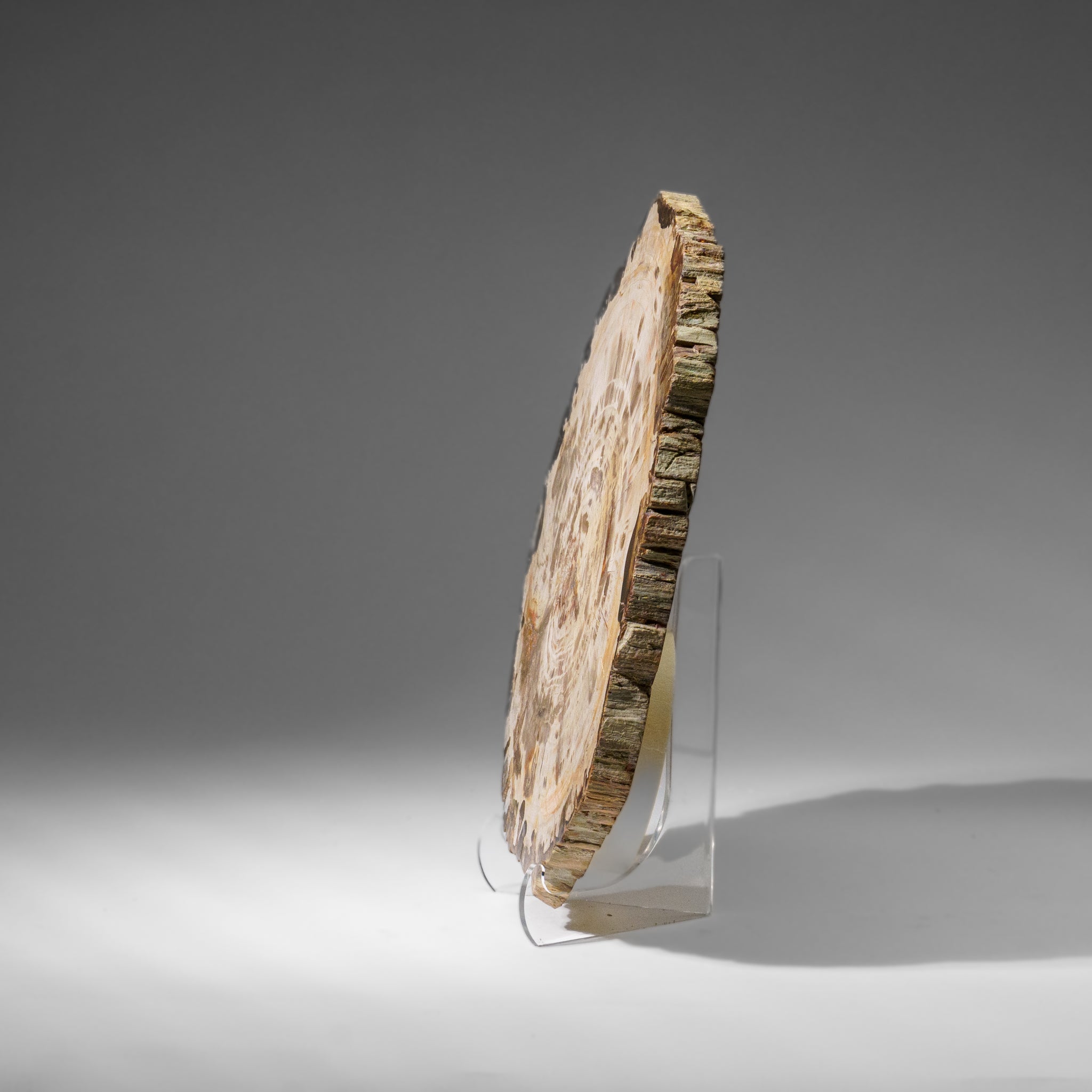 Genuine Polished Petrified Wood Slice with Acrylic Display Stand (5.5 lbs)