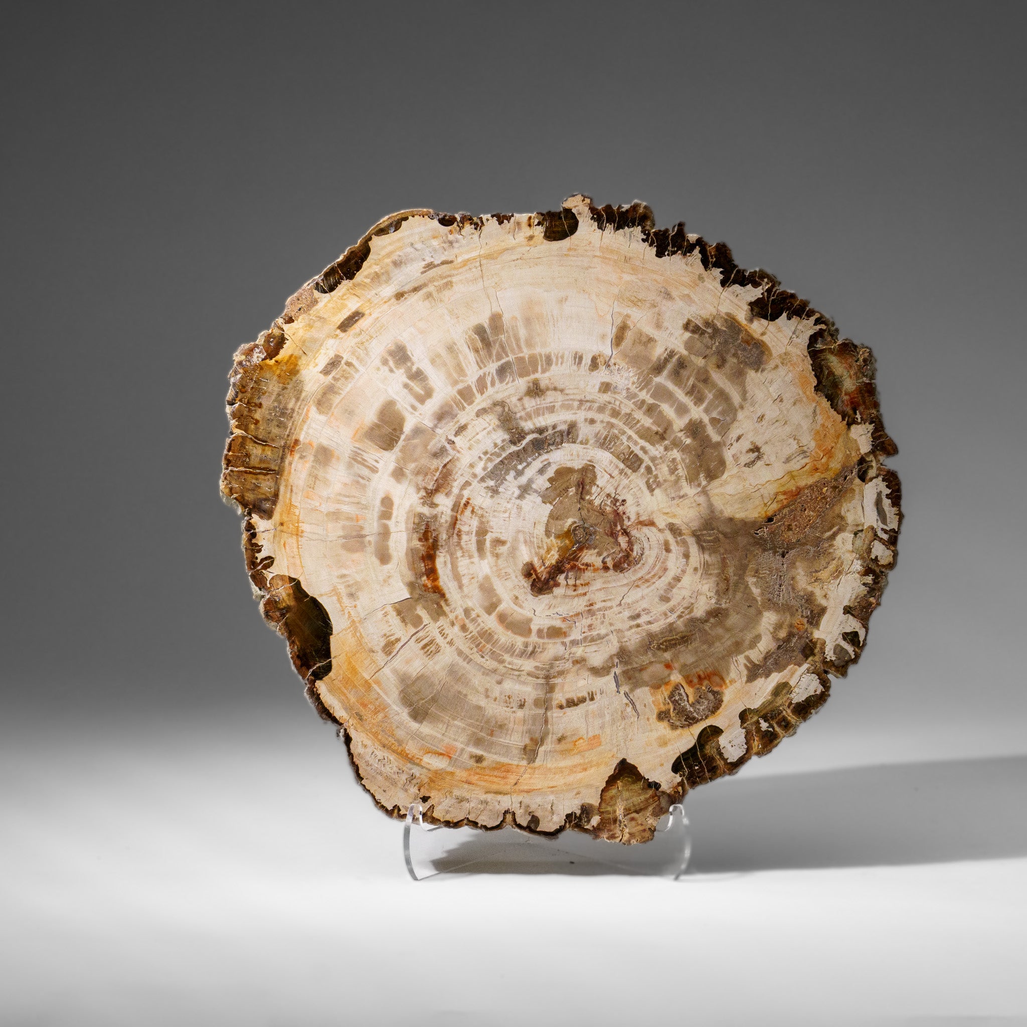 Genuine Polished Petrified Wood Slice with Acrylic Display Stand (5.5 lbs)