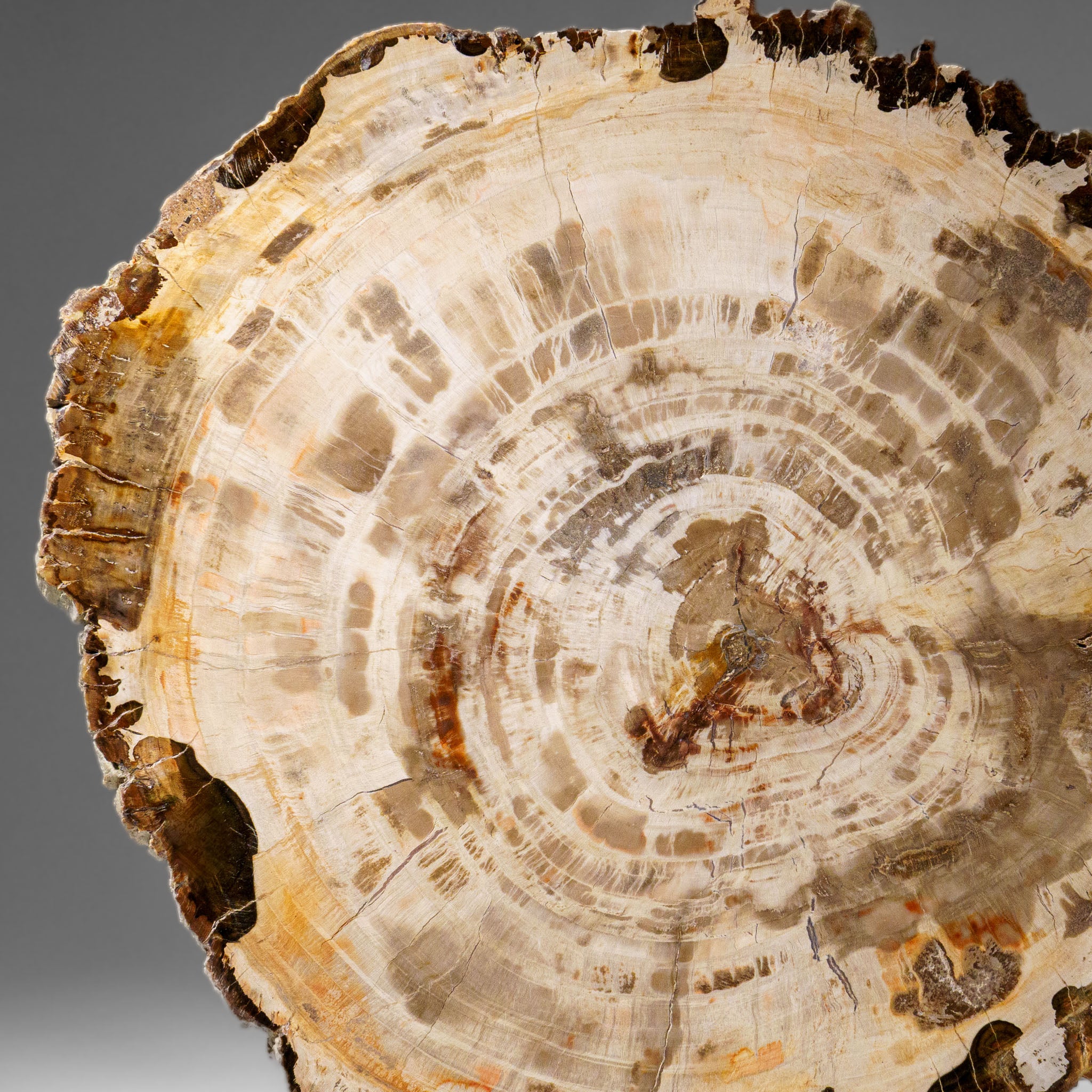 Genuine Polished Petrified Wood Slice with Acrylic Display Stand (5.5 lbs)